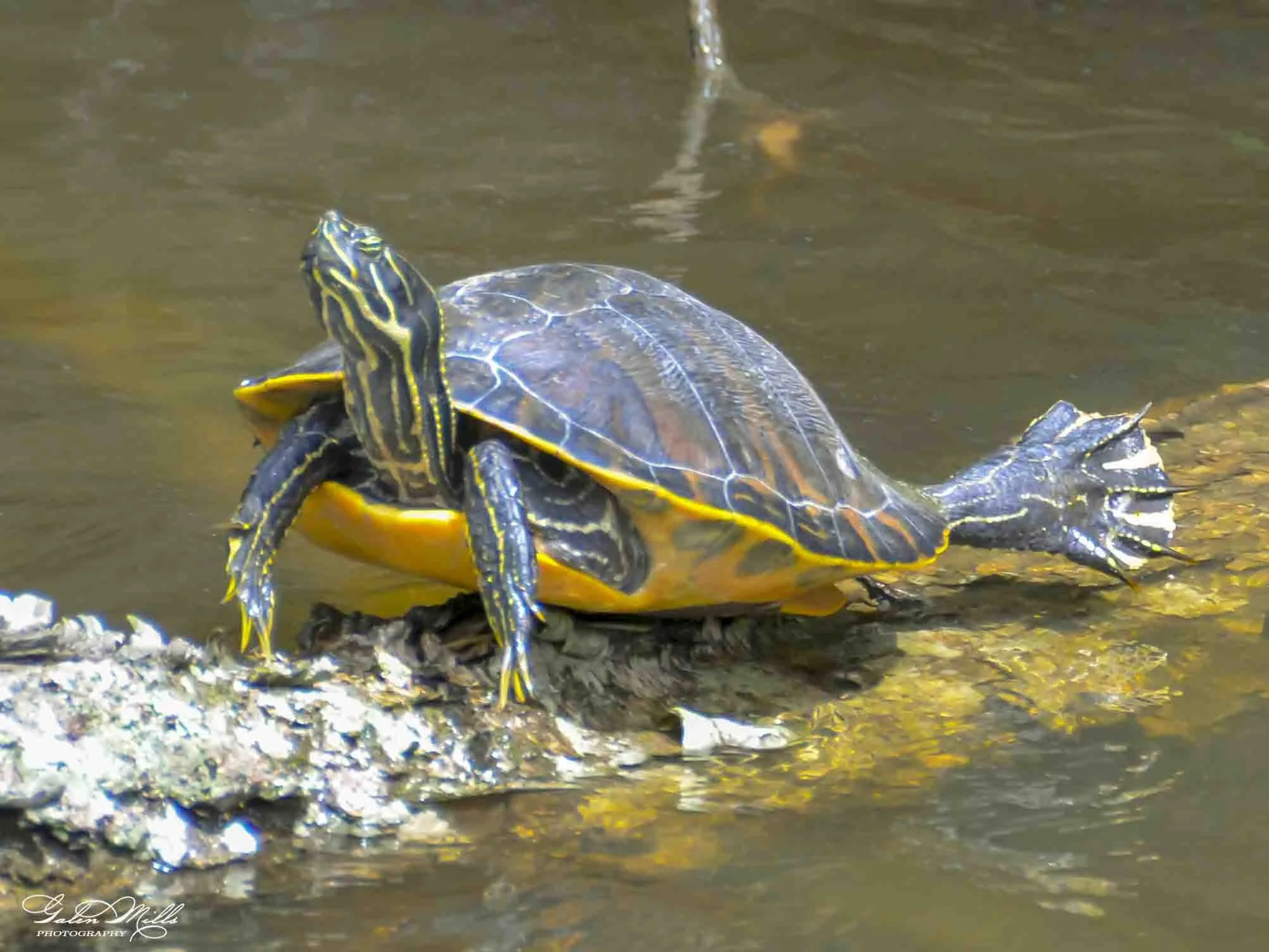 SS Wildlife a-39.jpg