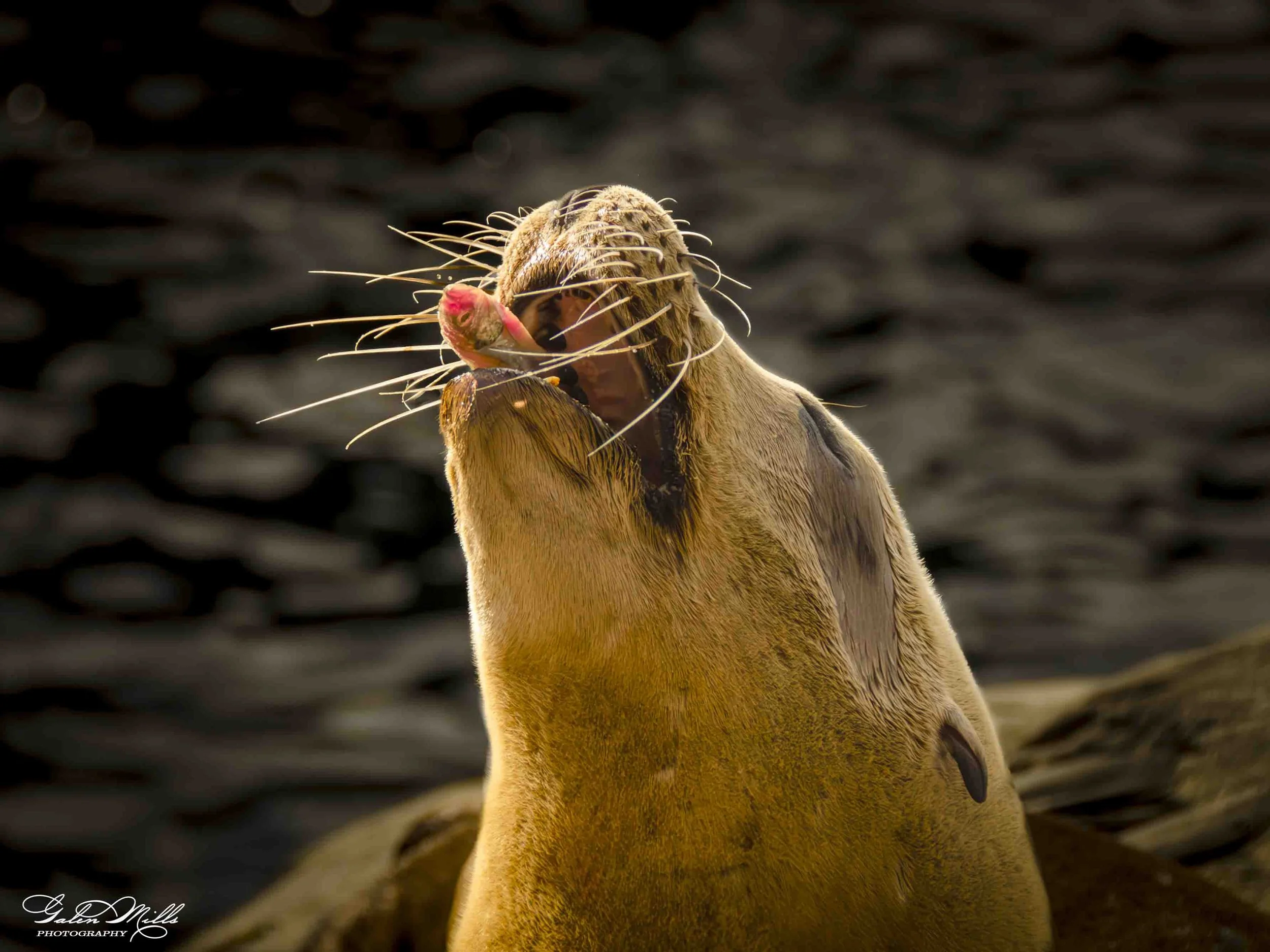 SS Wildlife a-40.jpg