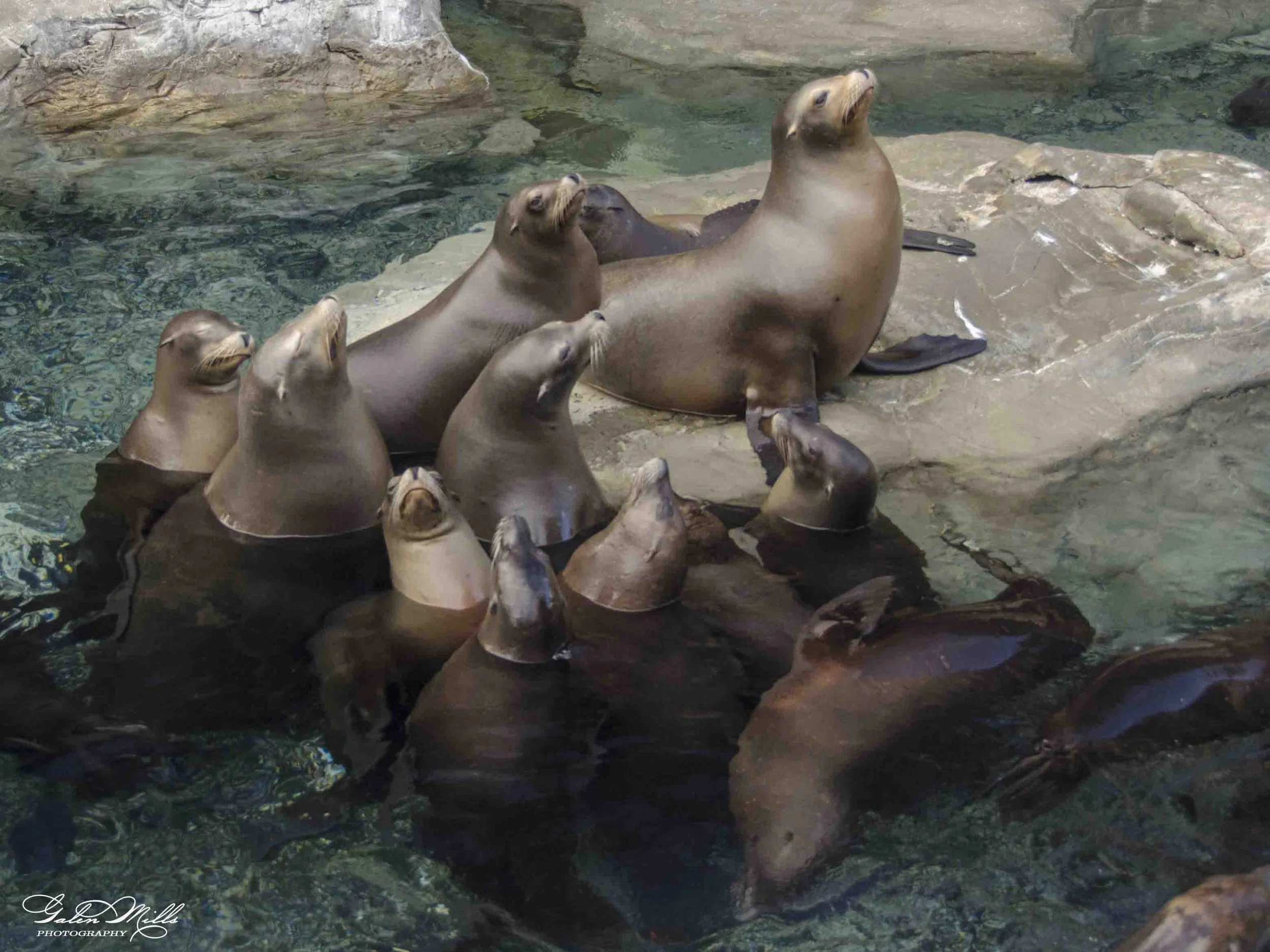 SS Wildlife a-44.jpg