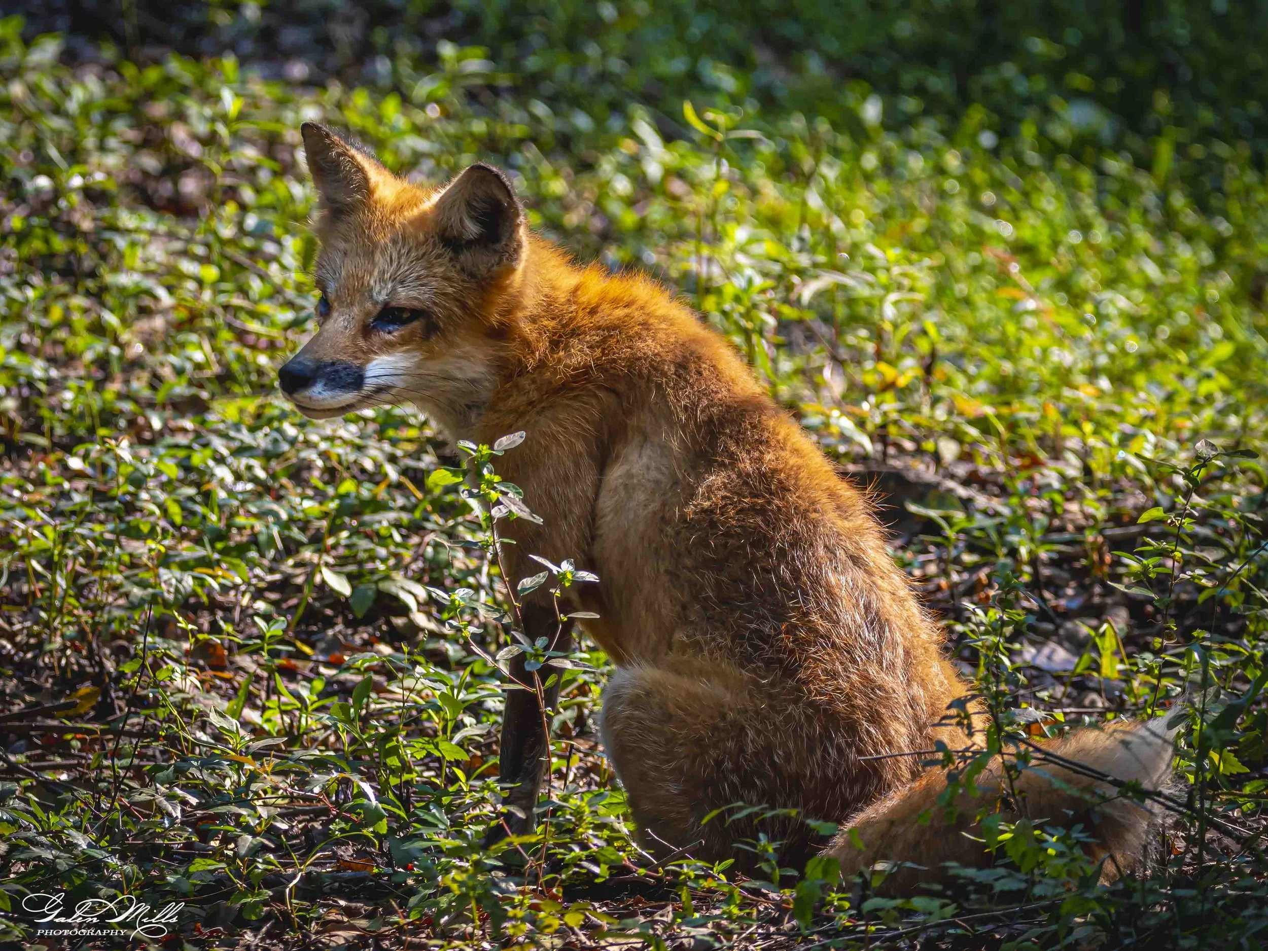 SS Wildlife a-49.jpg