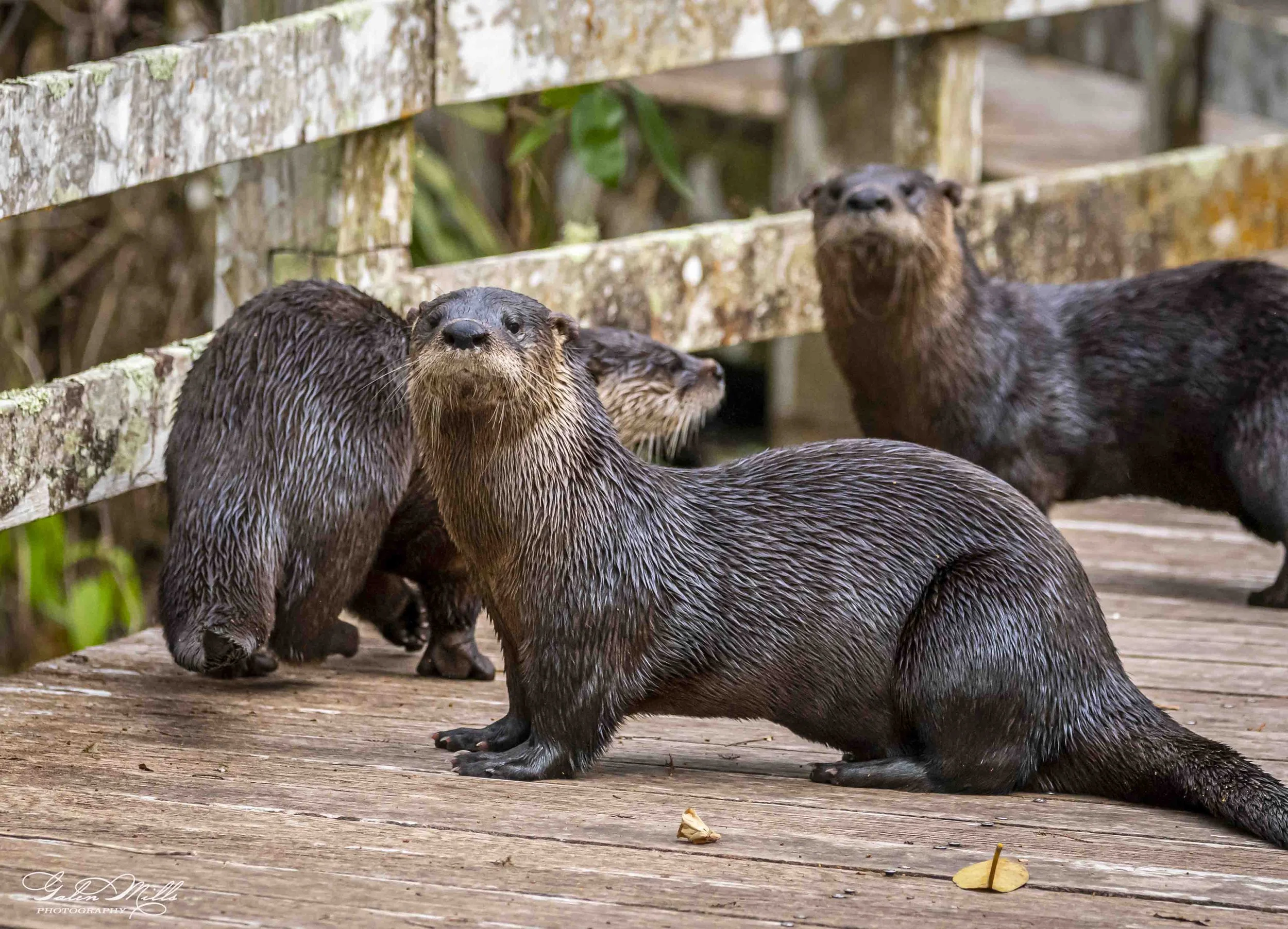 SS Wildlife a-56.jpg