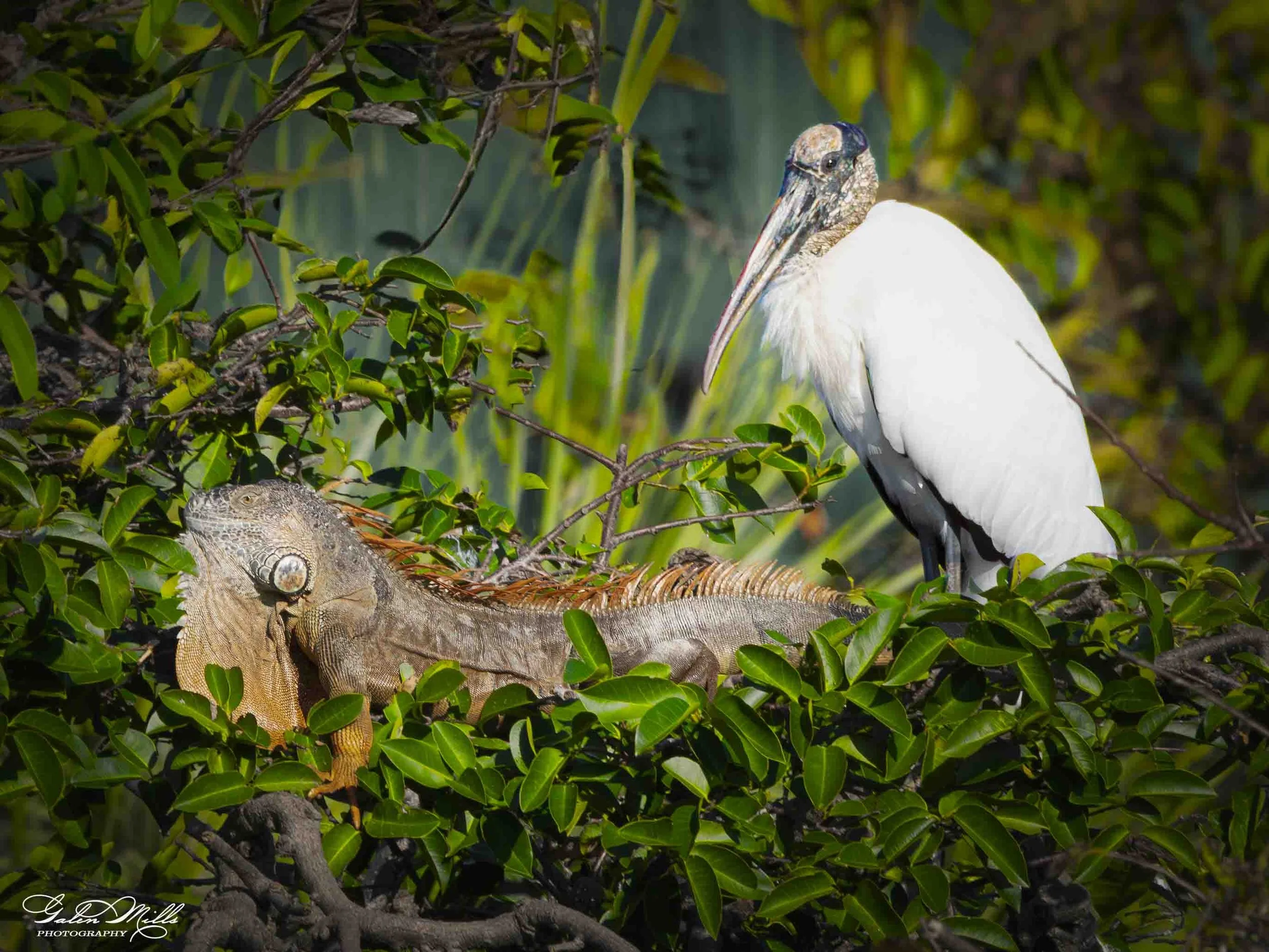 SS Wildlife a-62.jpg