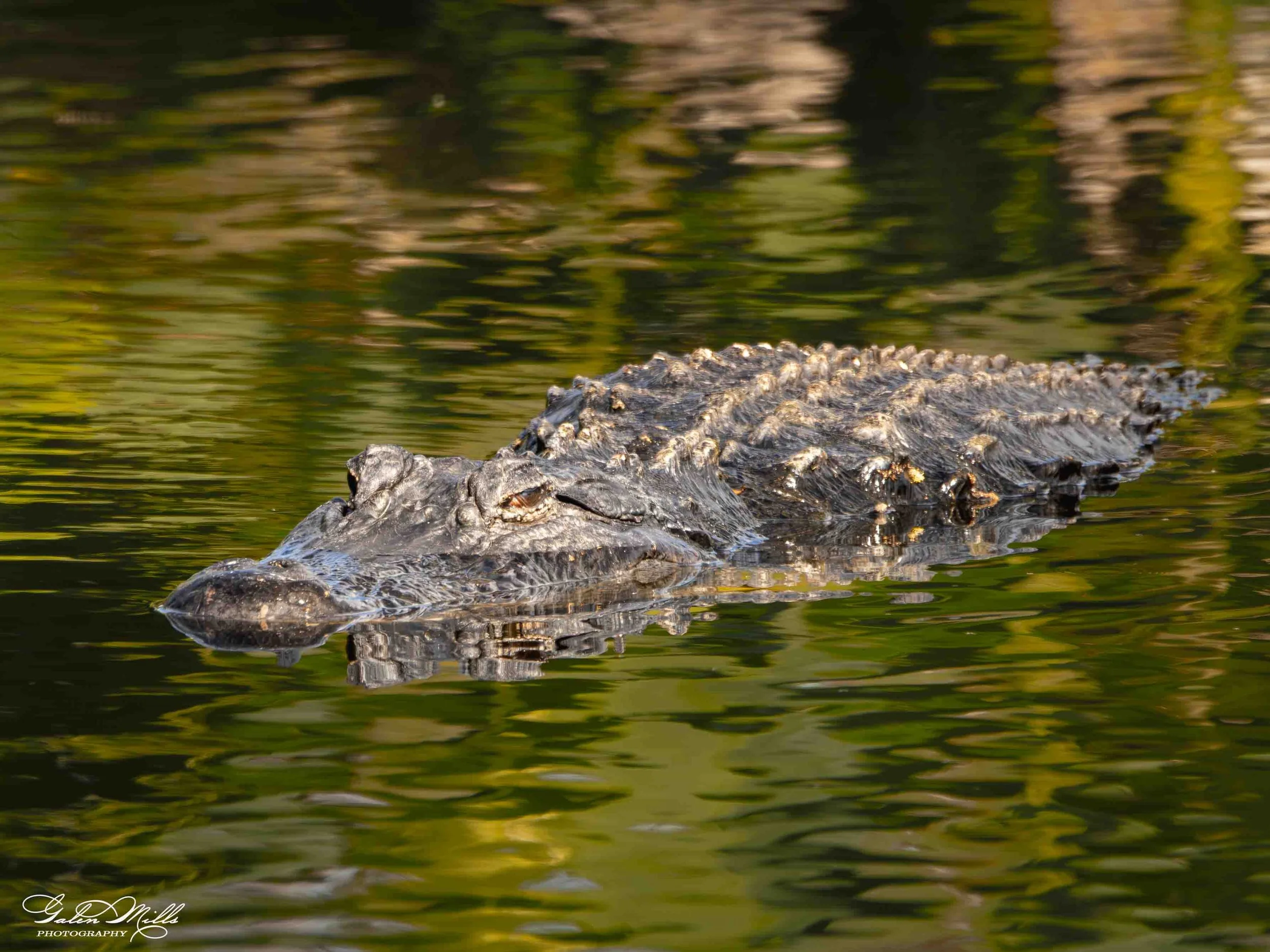 SS Wildlife a-64.jpg