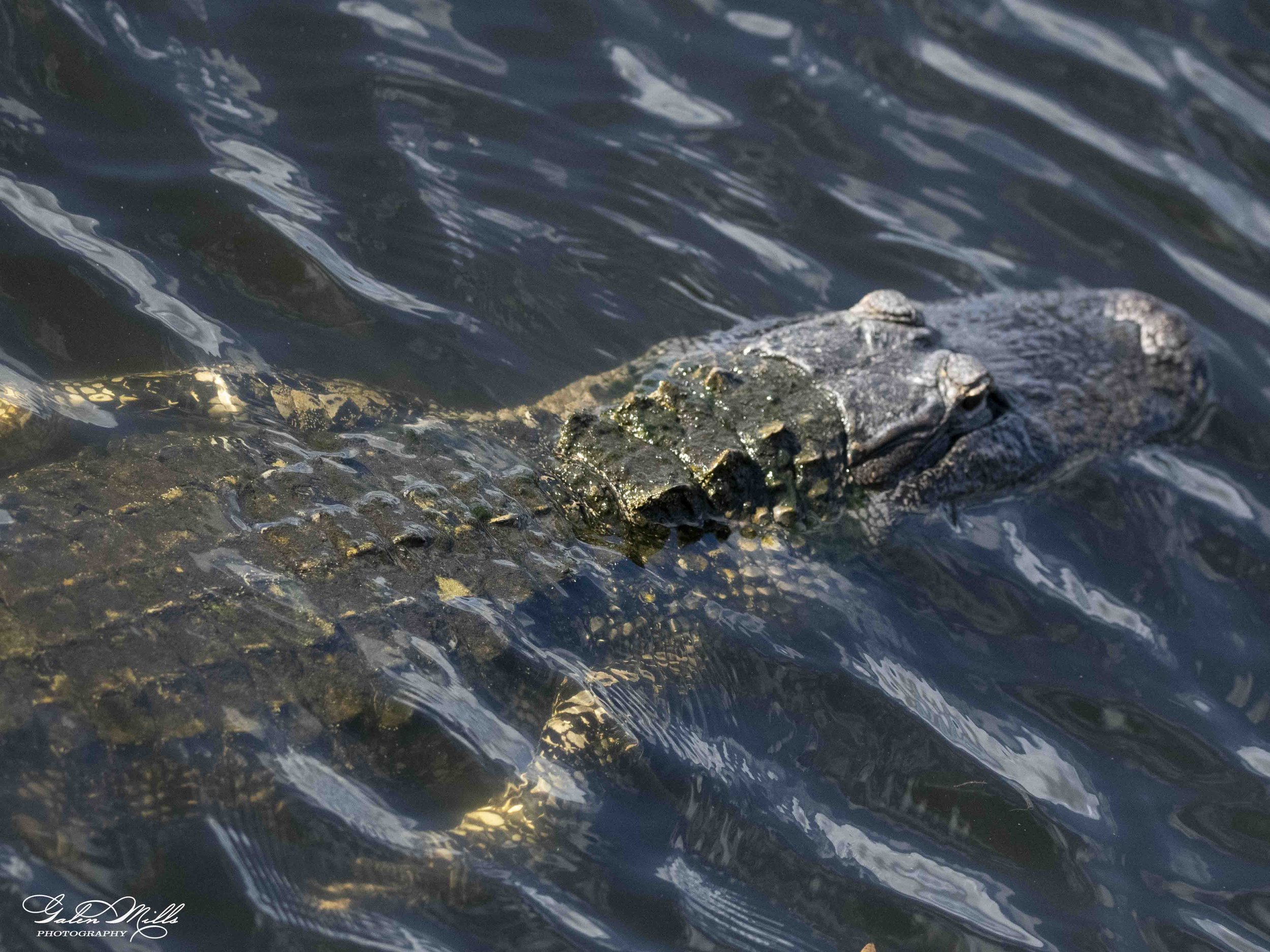 SS Wildlife a-84.jpg