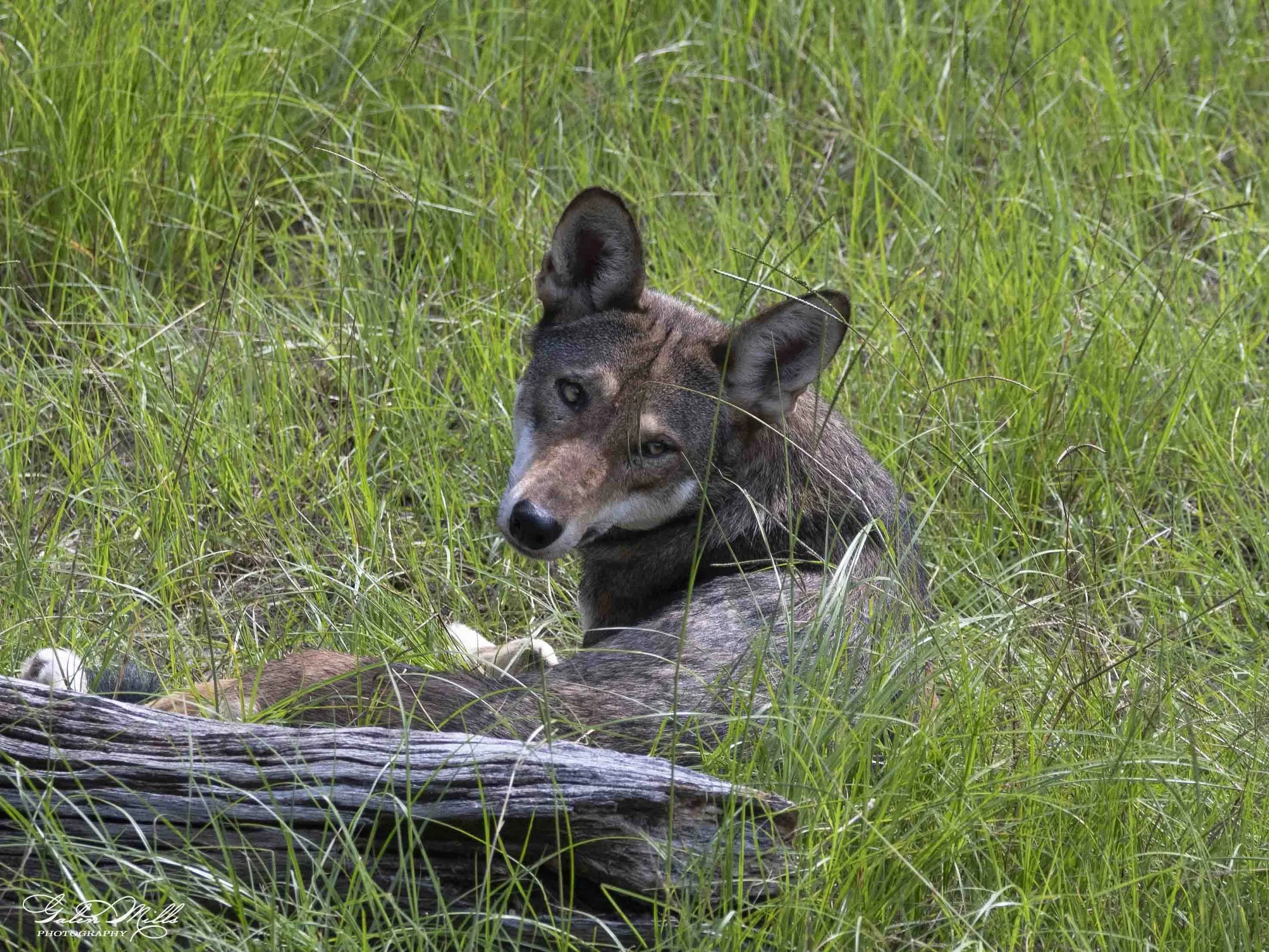 SS Wildlife a-89.jpg
