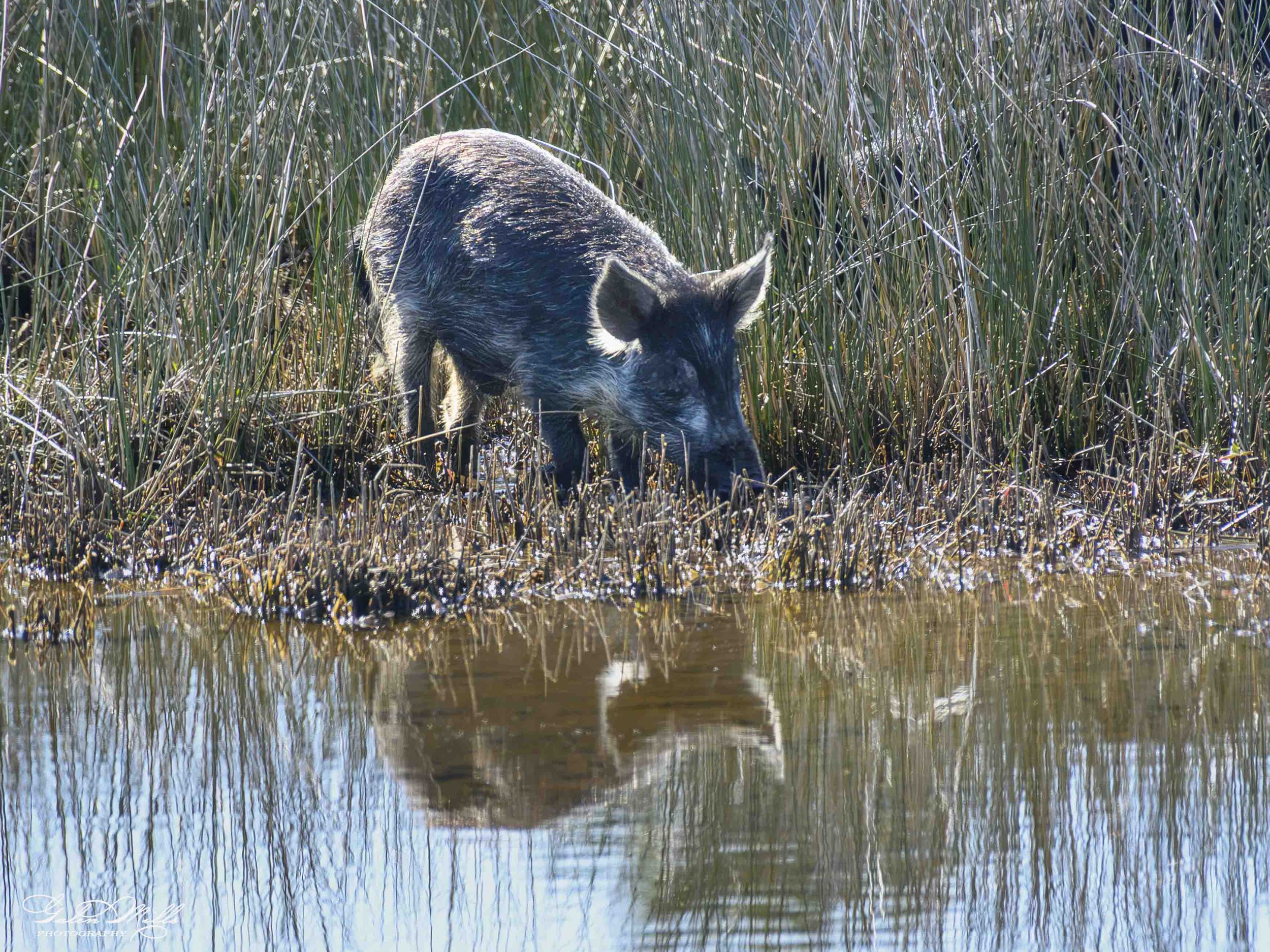 SS Wildlife a-99.jpg
