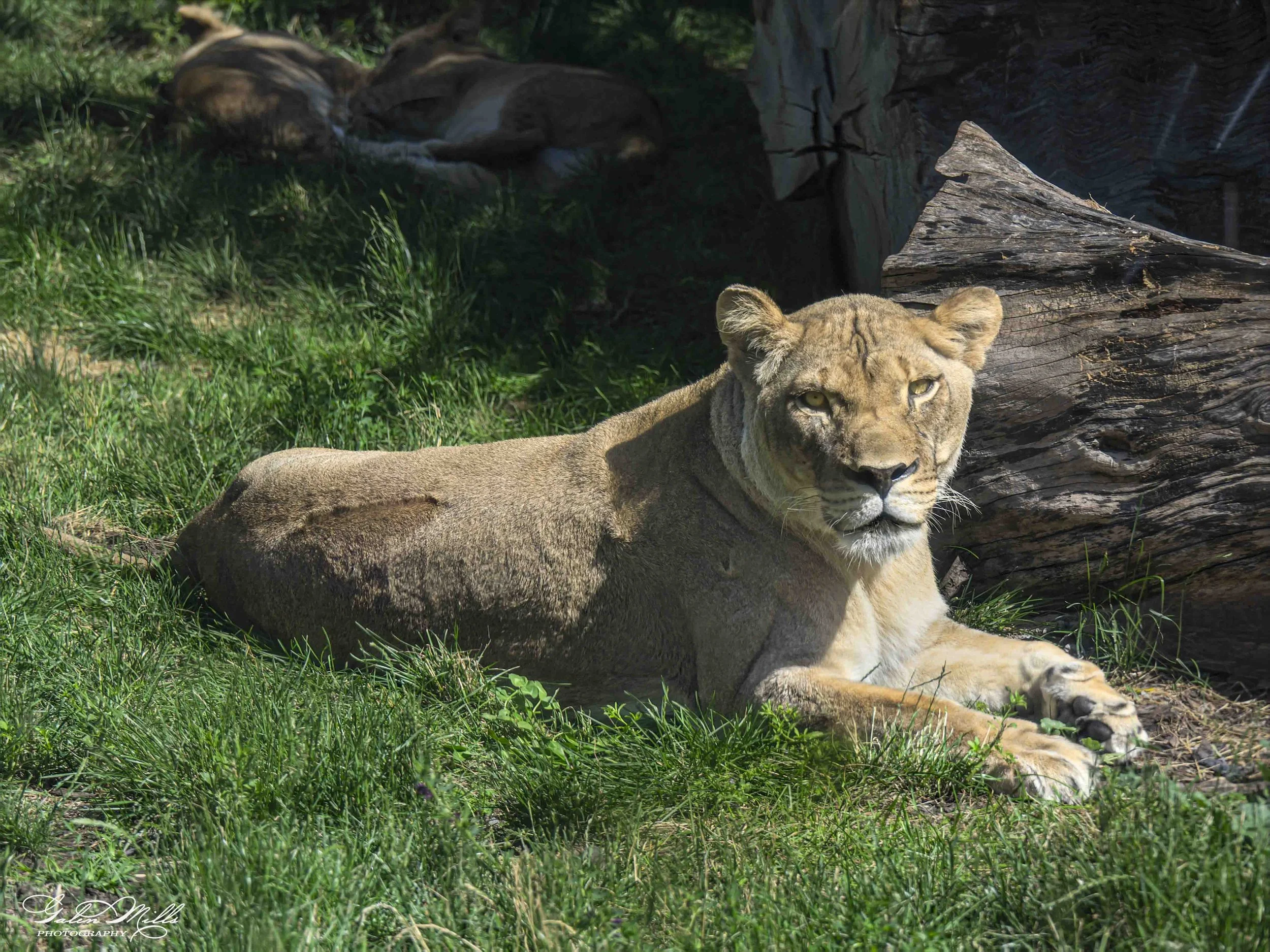 SS Wildlife a-111.jpg