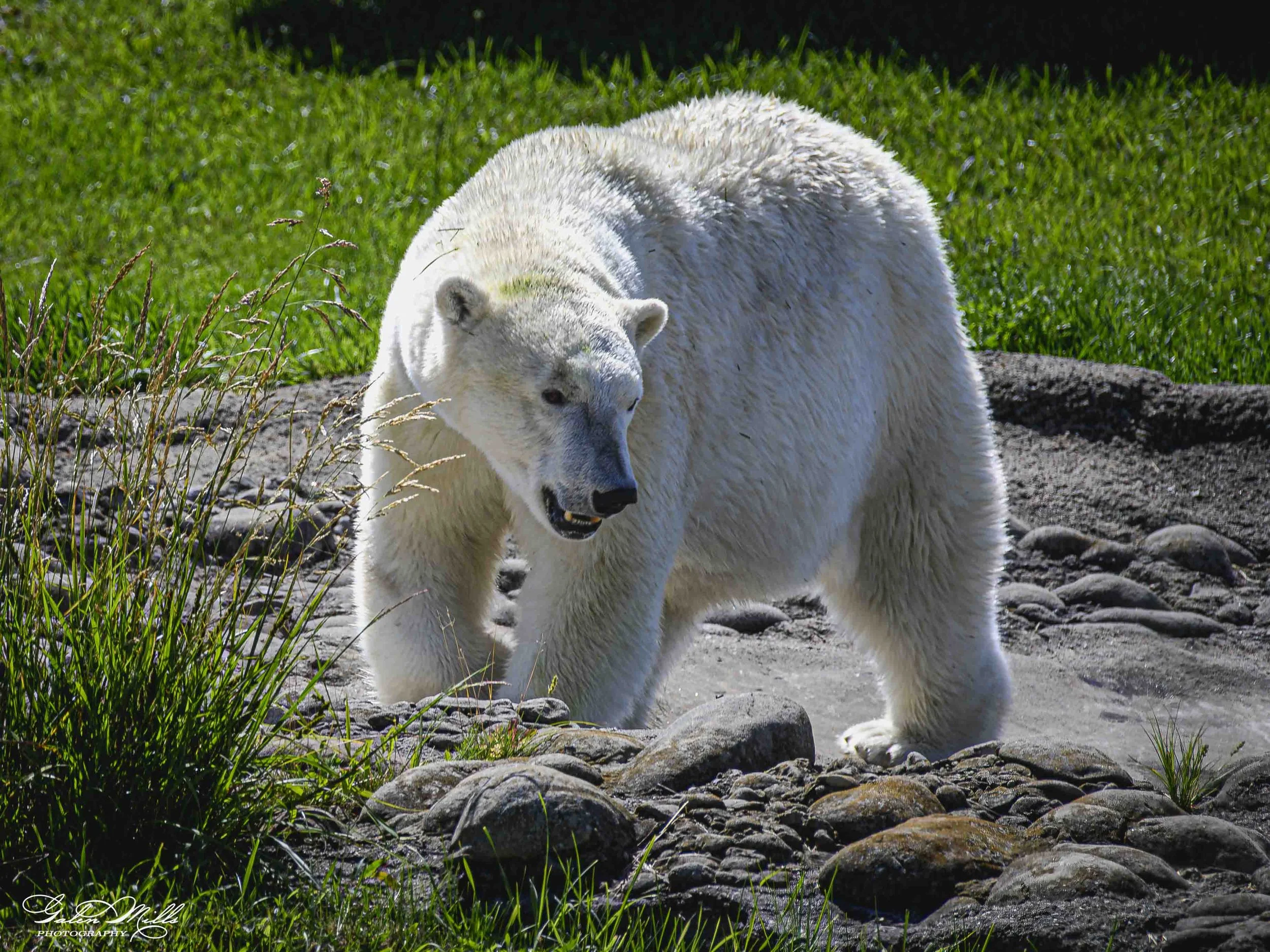 SS Wildlife a-112.jpg