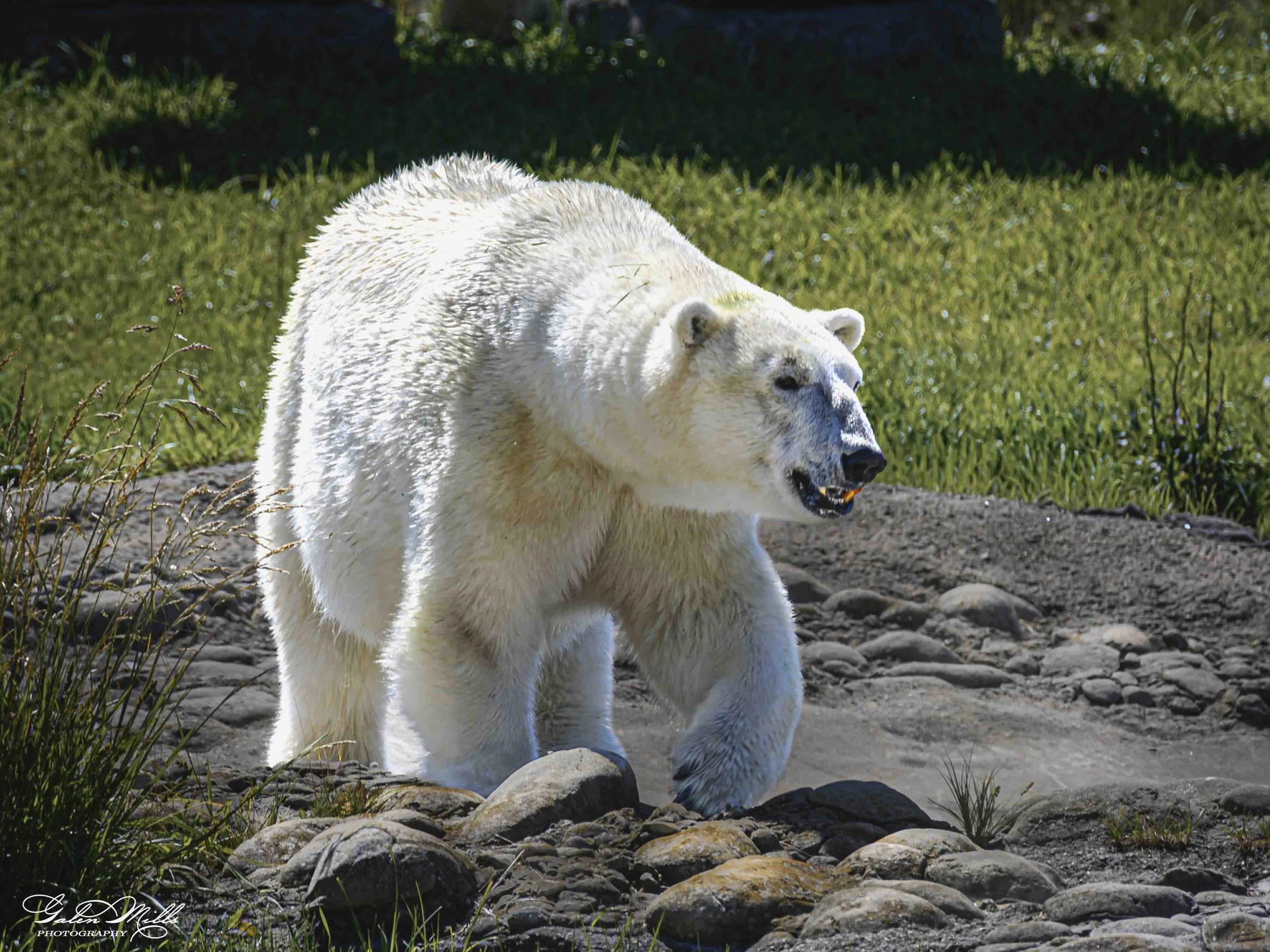 SS Wildlife a-113.jpg