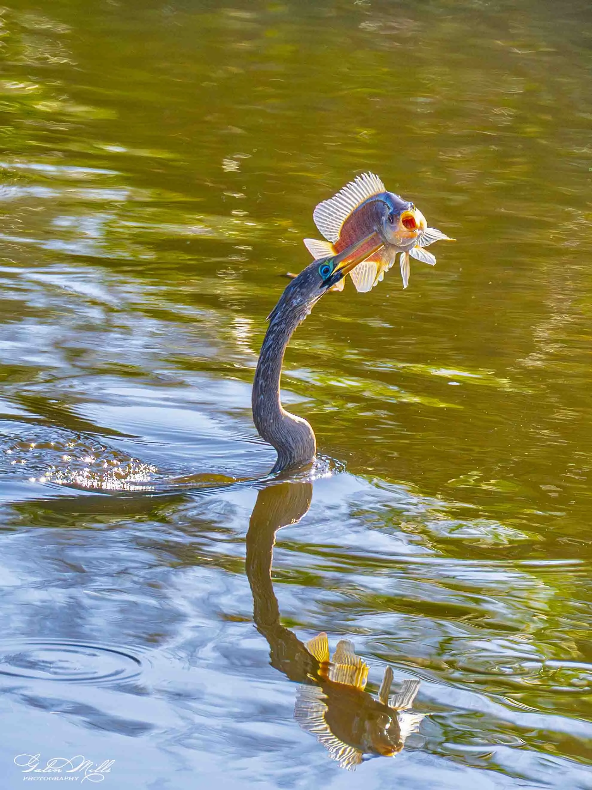 SS Wildlife a-15.jpg
