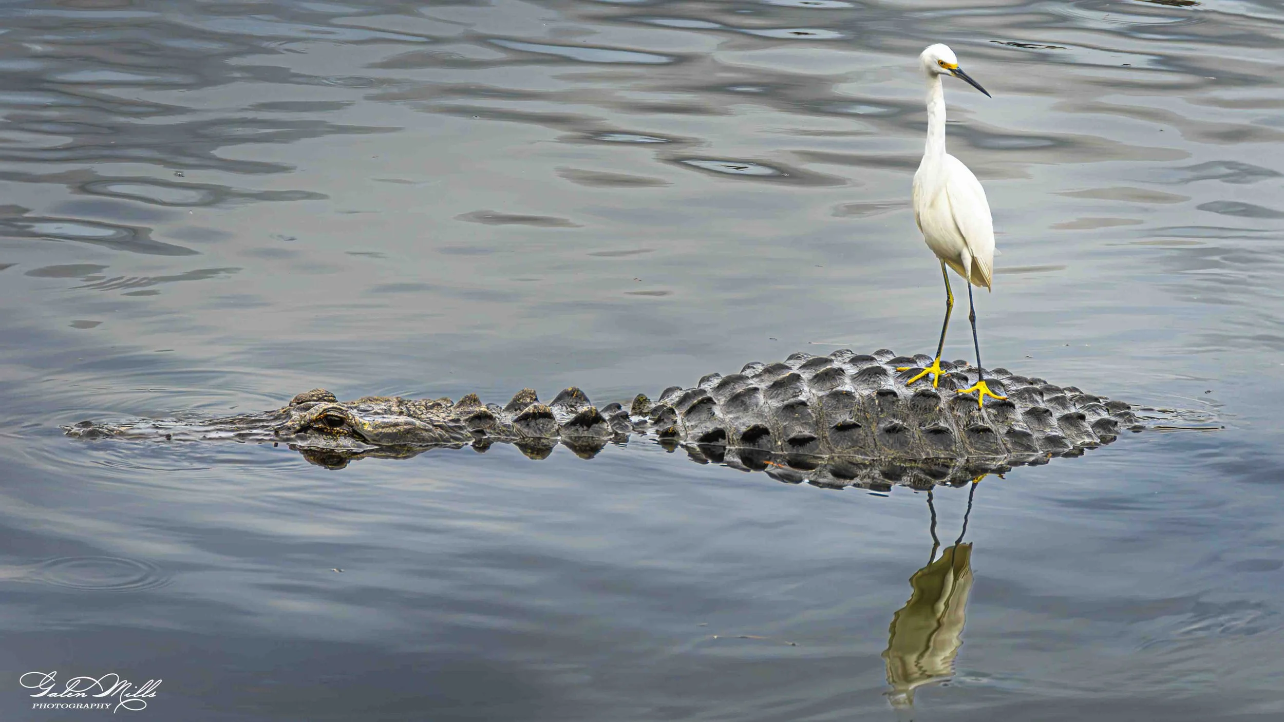 SS Wildlife a-34.jpg