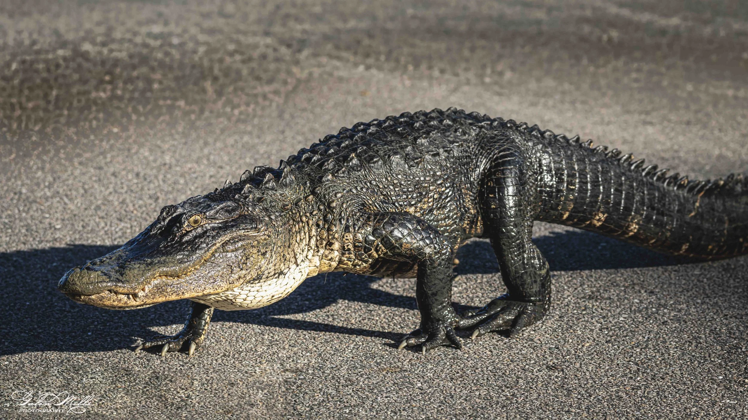 SS Wildlife a-37.jpg