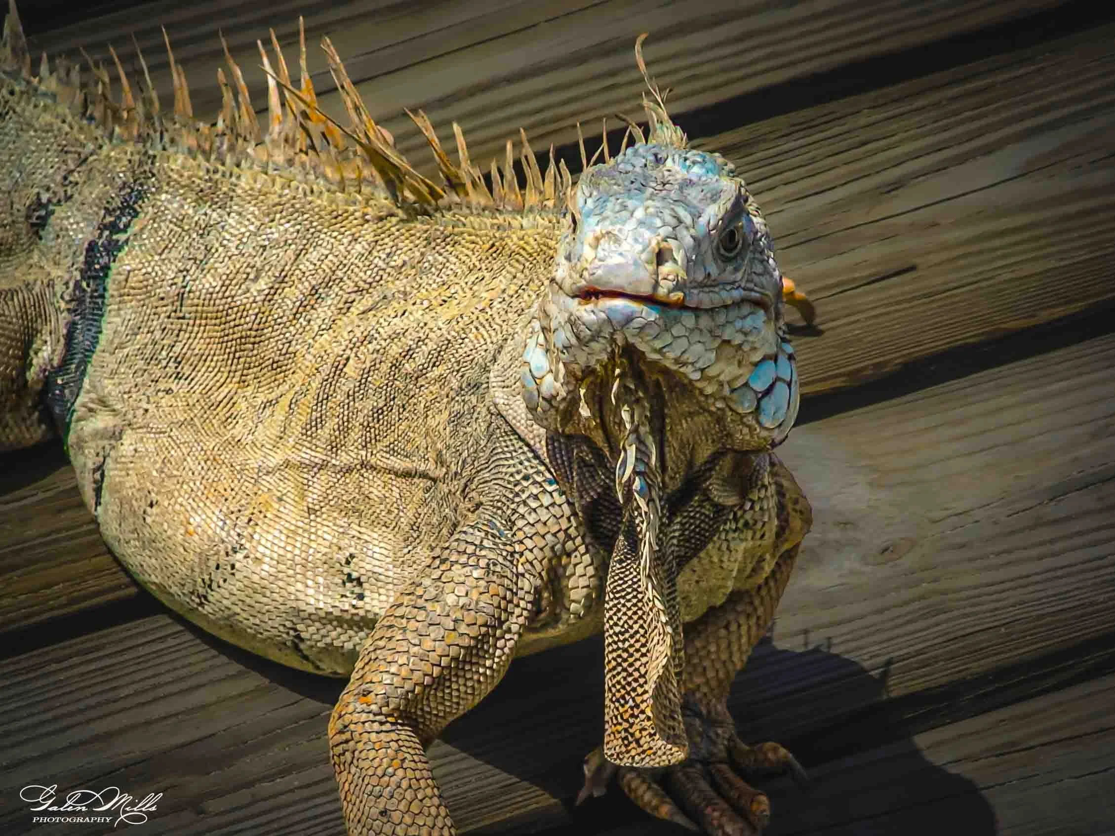 SS Iguanas-1.jpg