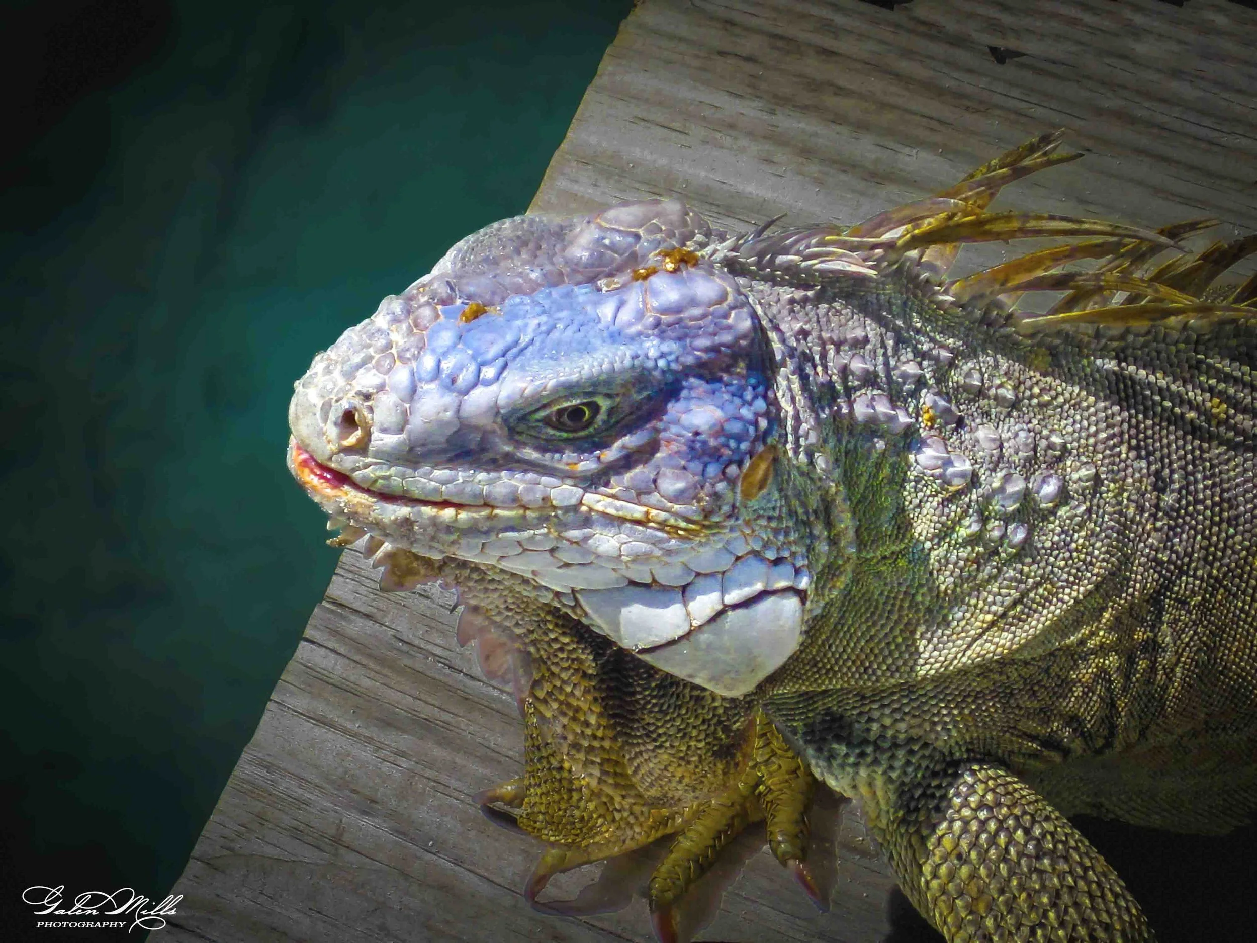 SS Iguanas-2.jpg