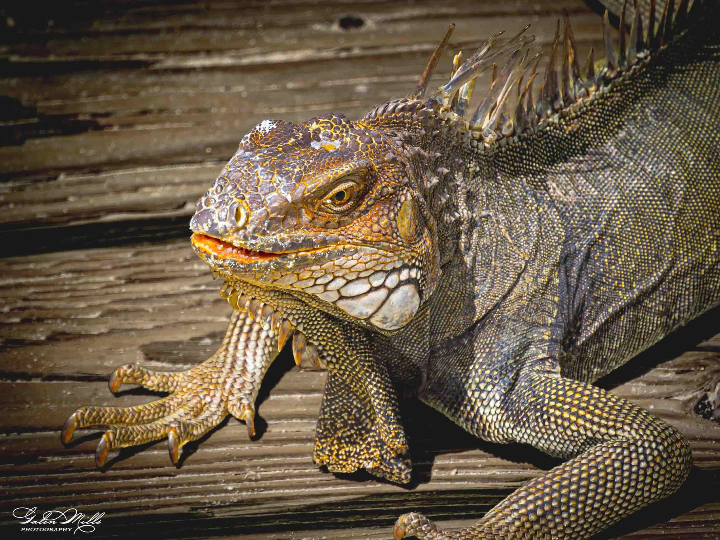 SS Iguanas-4.jpg