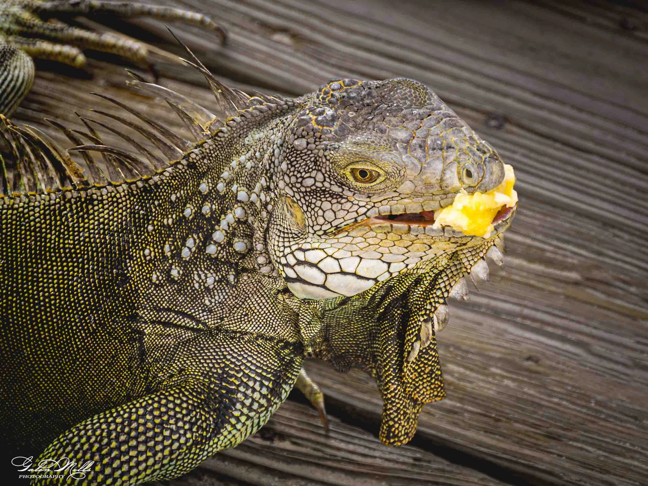SS Iguanas-5.jpg