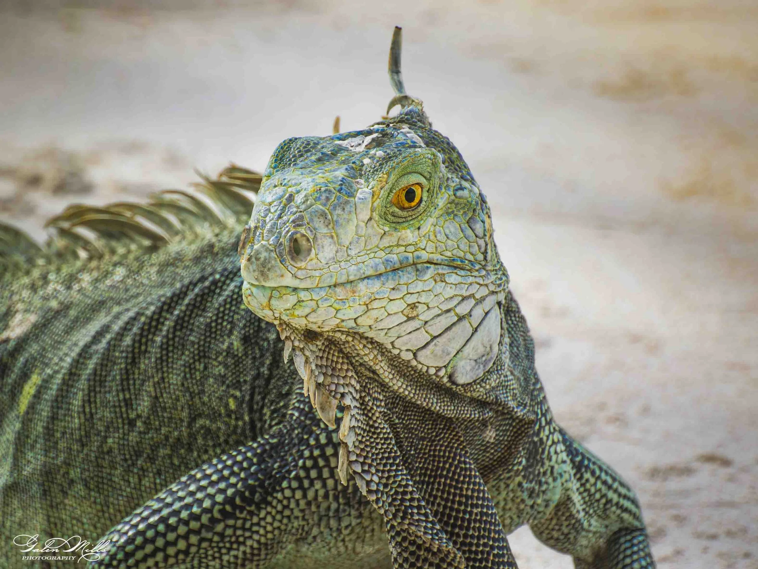 SS Iguanas-8.jpg