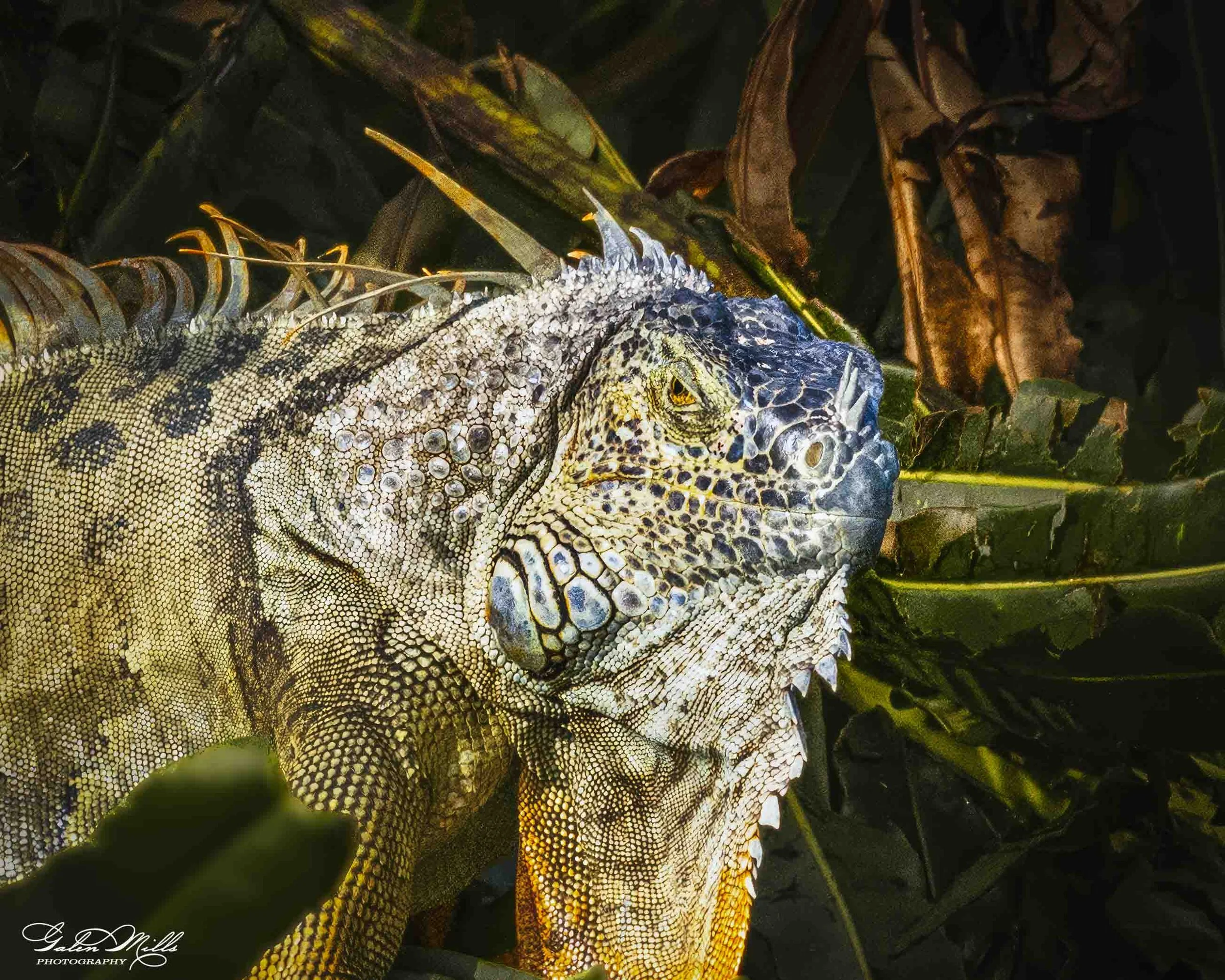 SS Iguanas-9.jpg