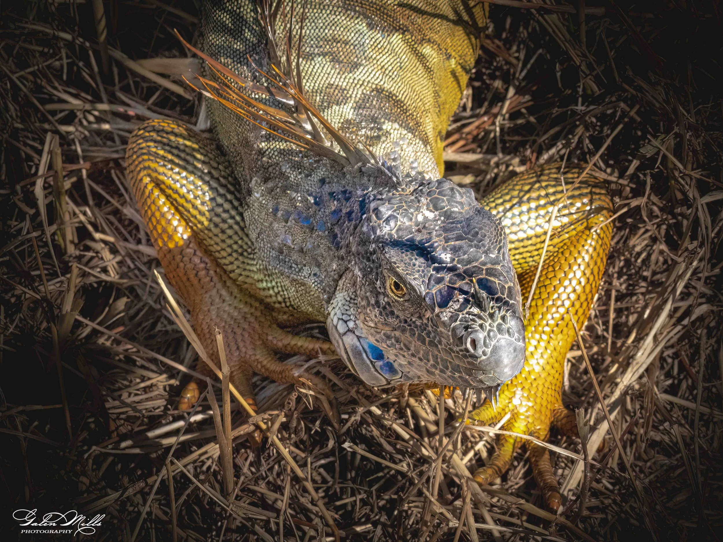 SS Iguanas-11.jpg