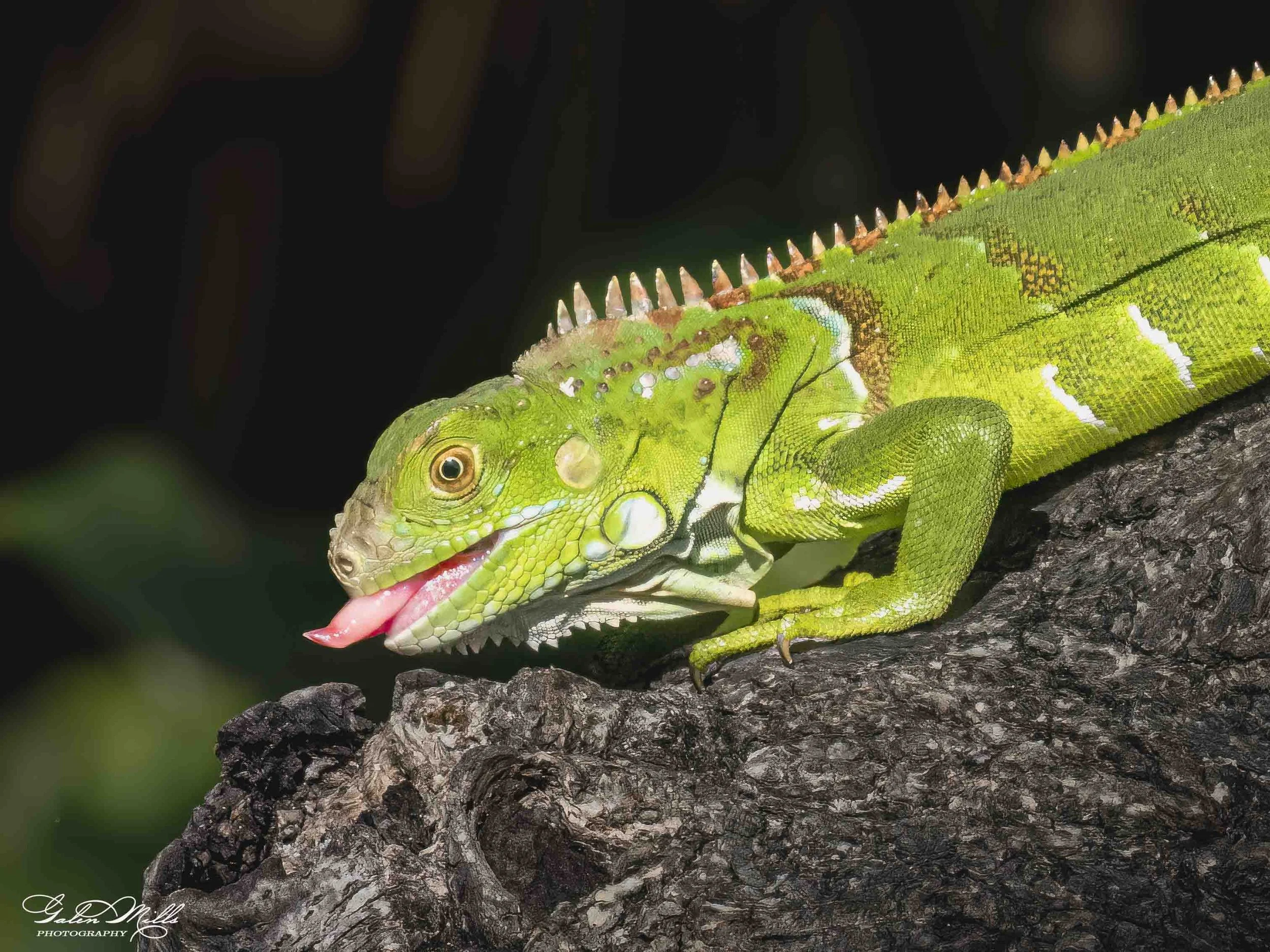 SS Iguanas-12.jpg