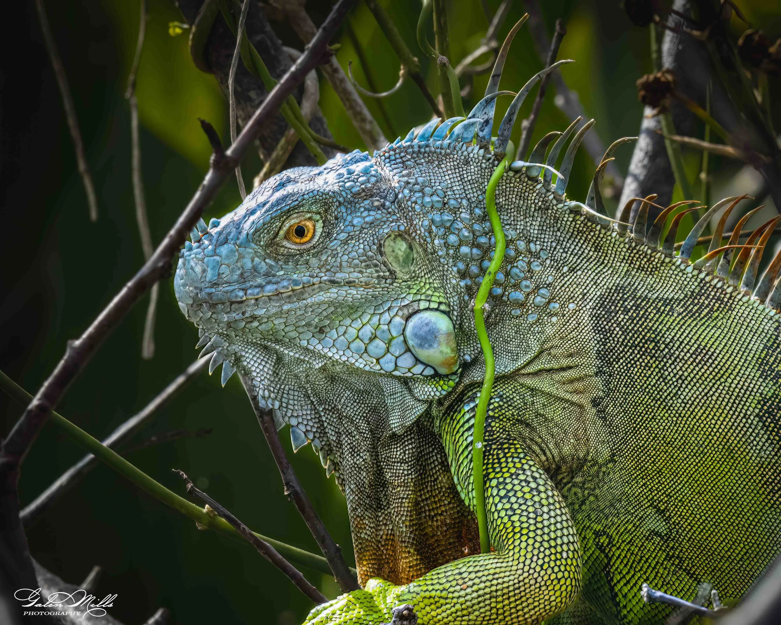 SS Iguanas-13.jpg