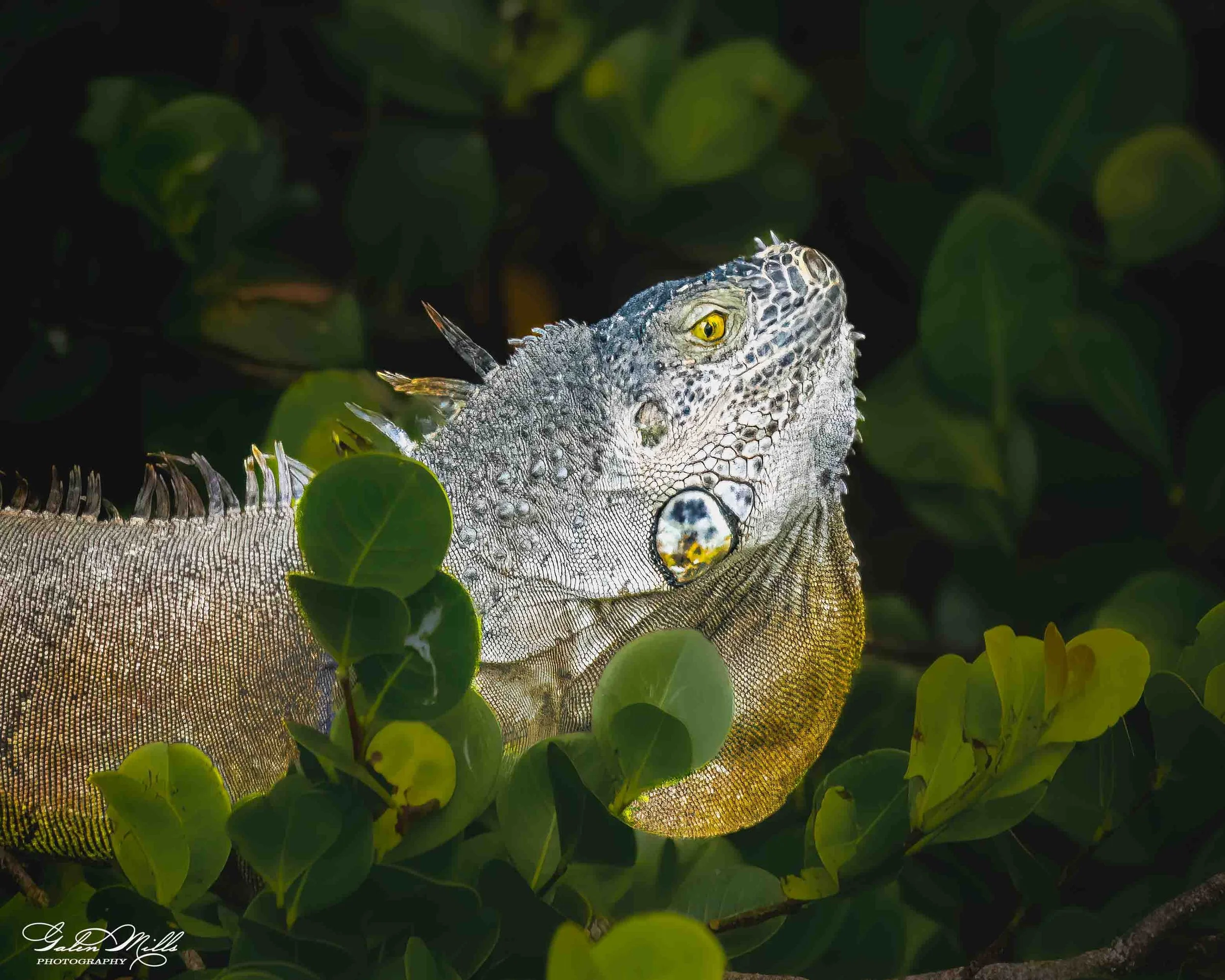 SS Iguanas-14.jpg