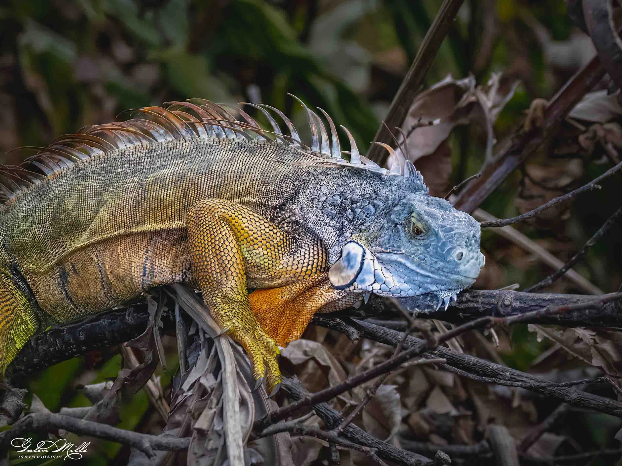 SS Iguanas-15.jpg