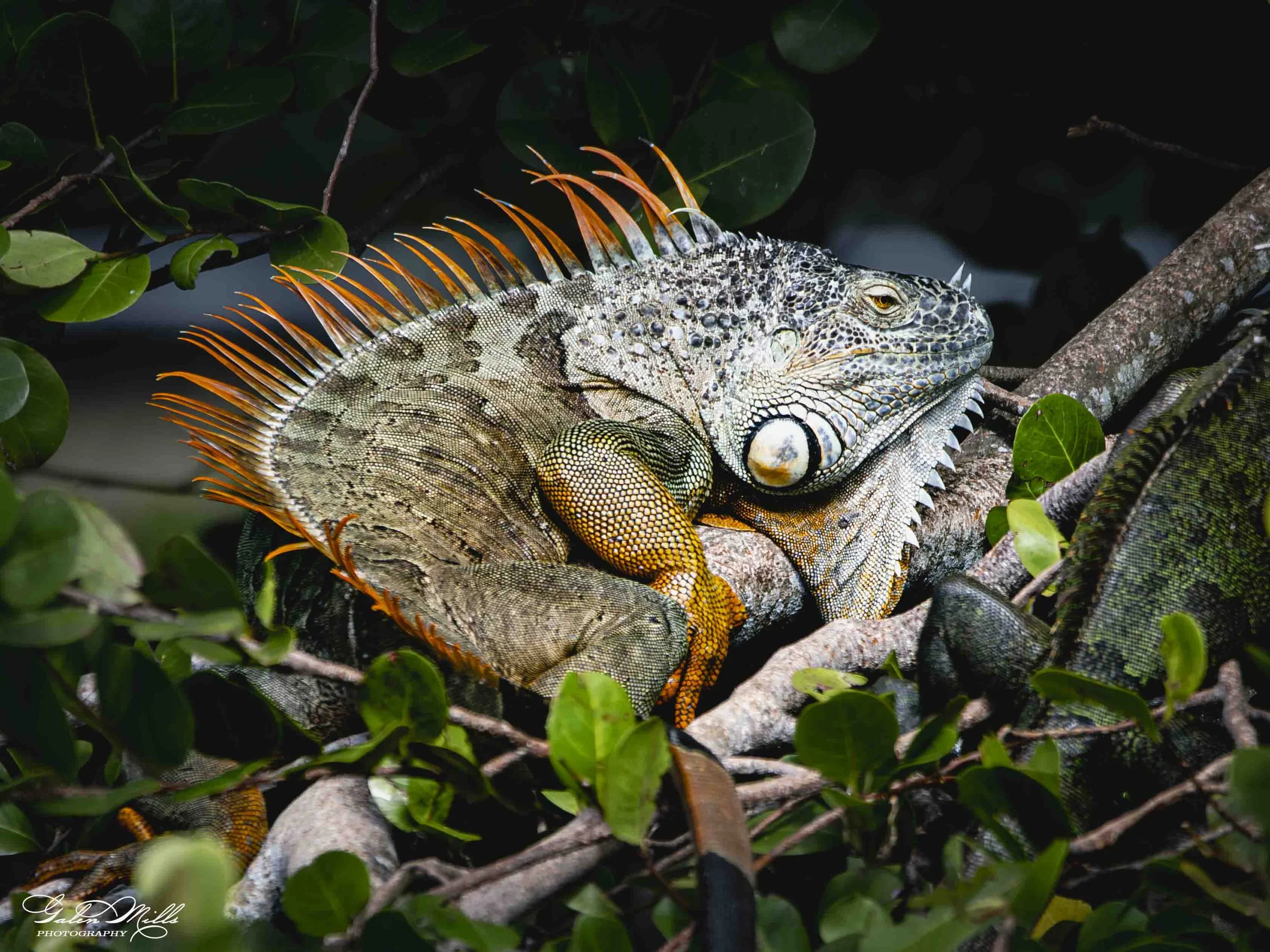 SS Iguanas-16.jpg