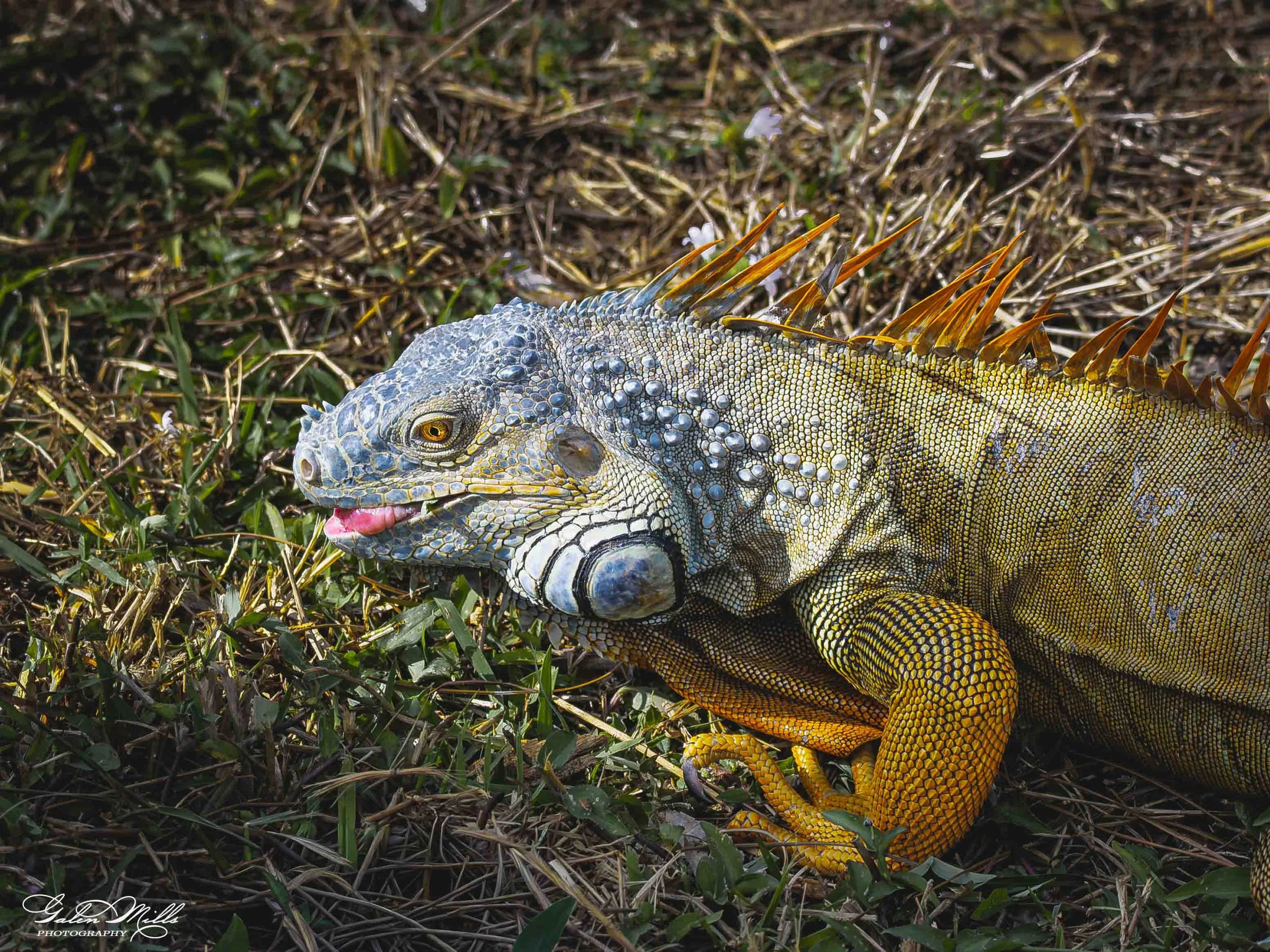 SS Iguanas-17.jpg