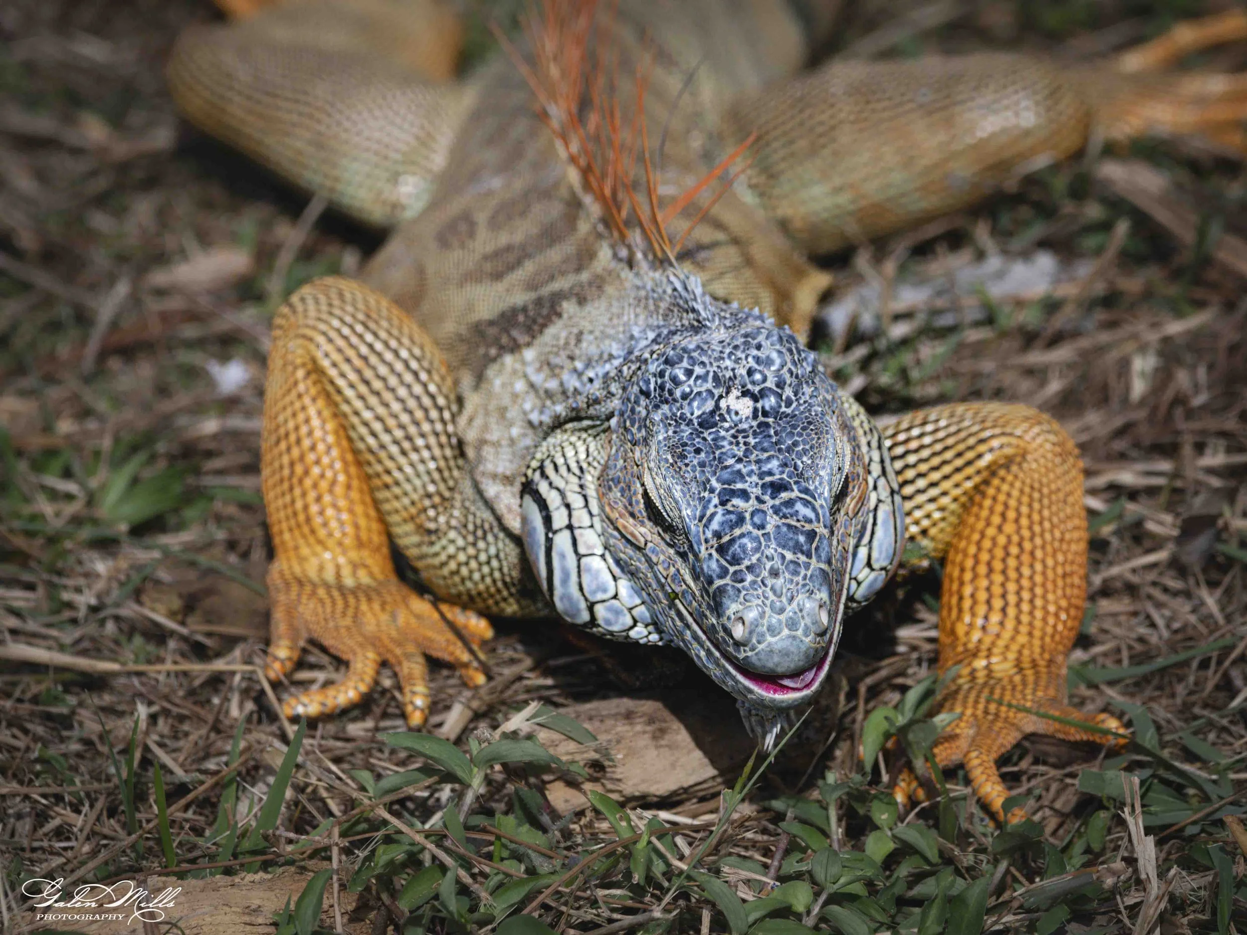 SS Iguanas-19.jpg