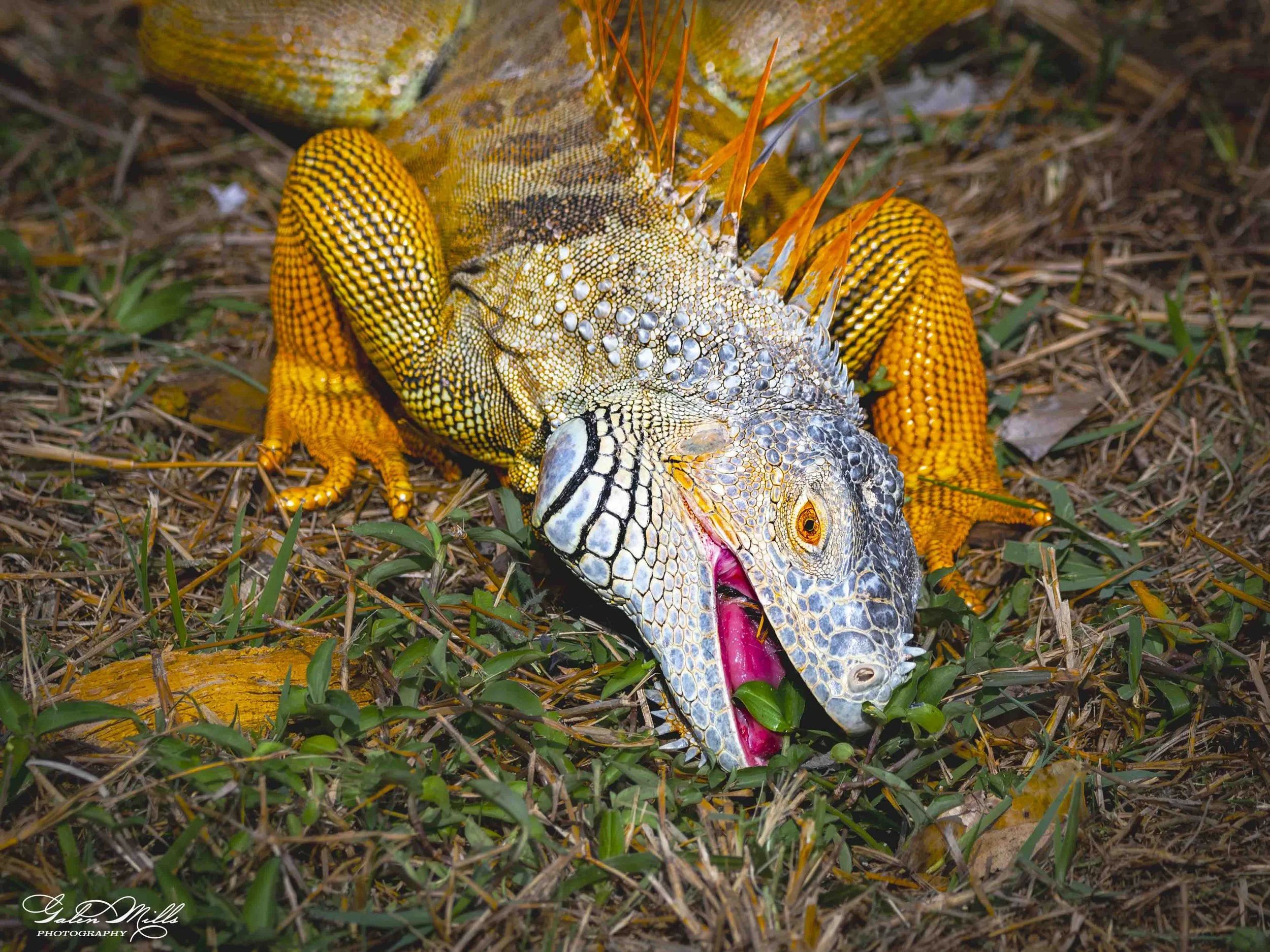 SS Iguanas-20.jpg