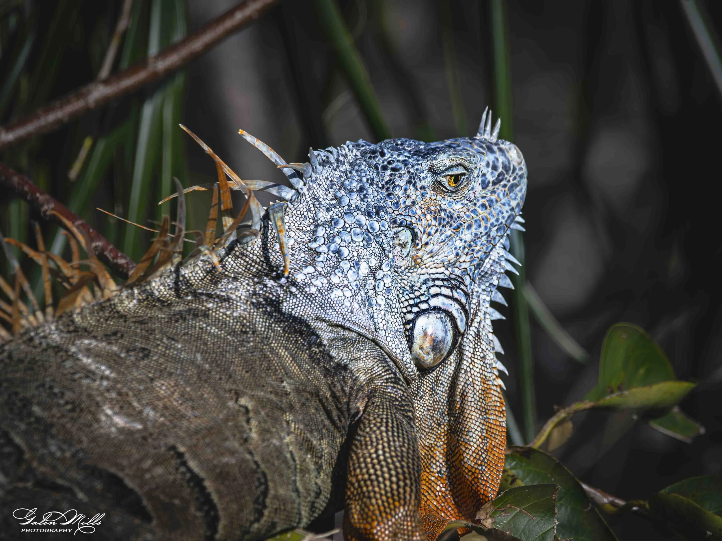 SS Iguanas-22.jpg