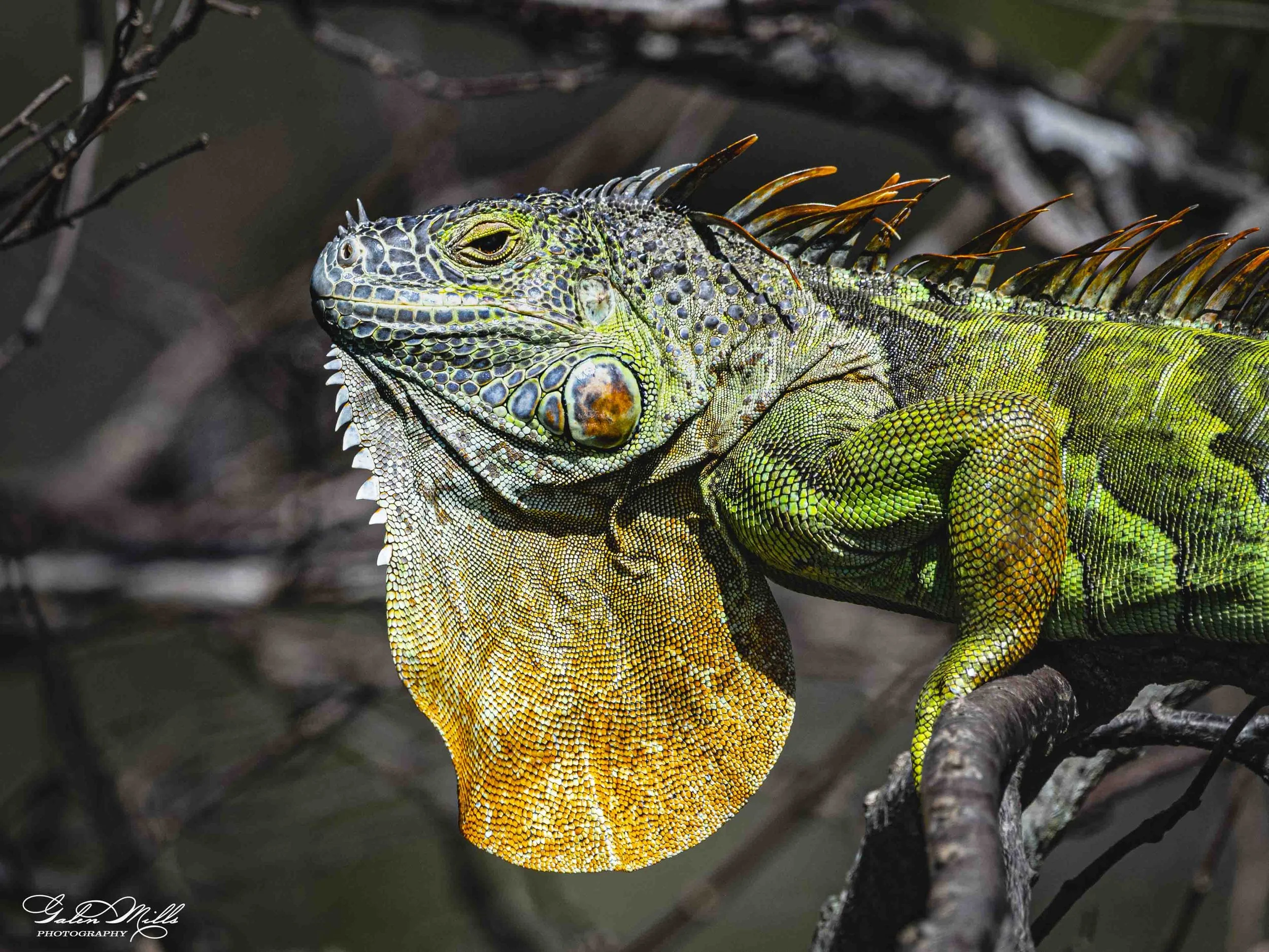 SS Iguanas-23.jpg