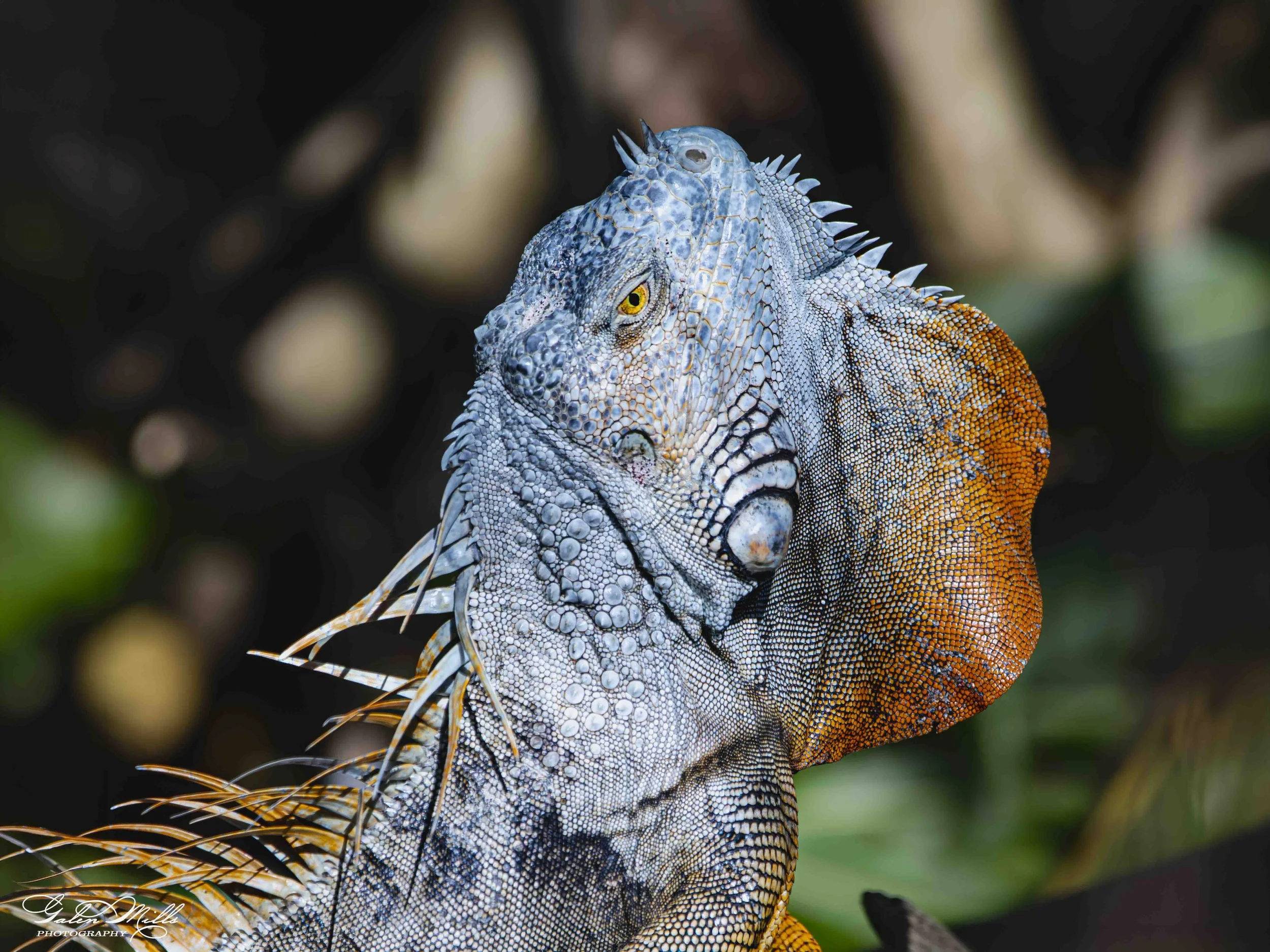 SS Iguanas-24.jpg