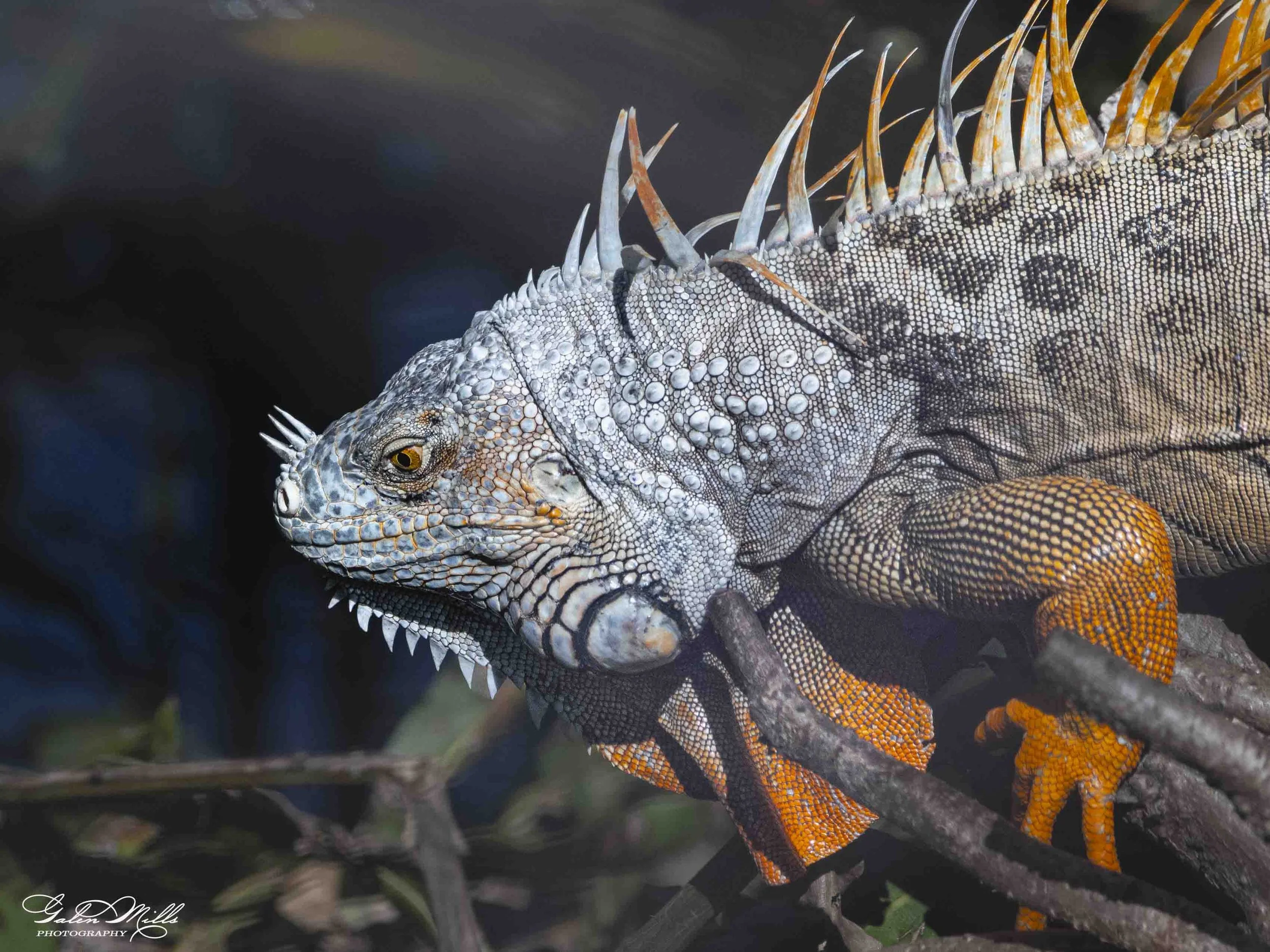 SS Iguanas-25.jpg