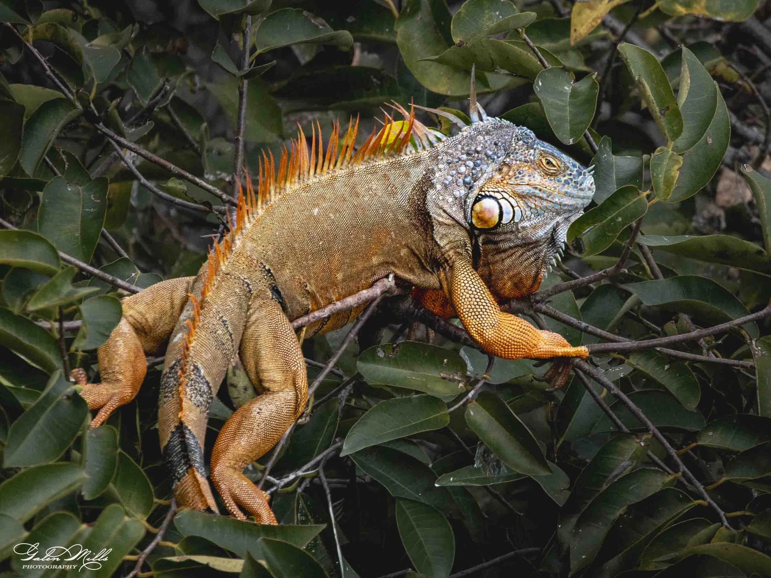 SS Iguanas-26.jpg