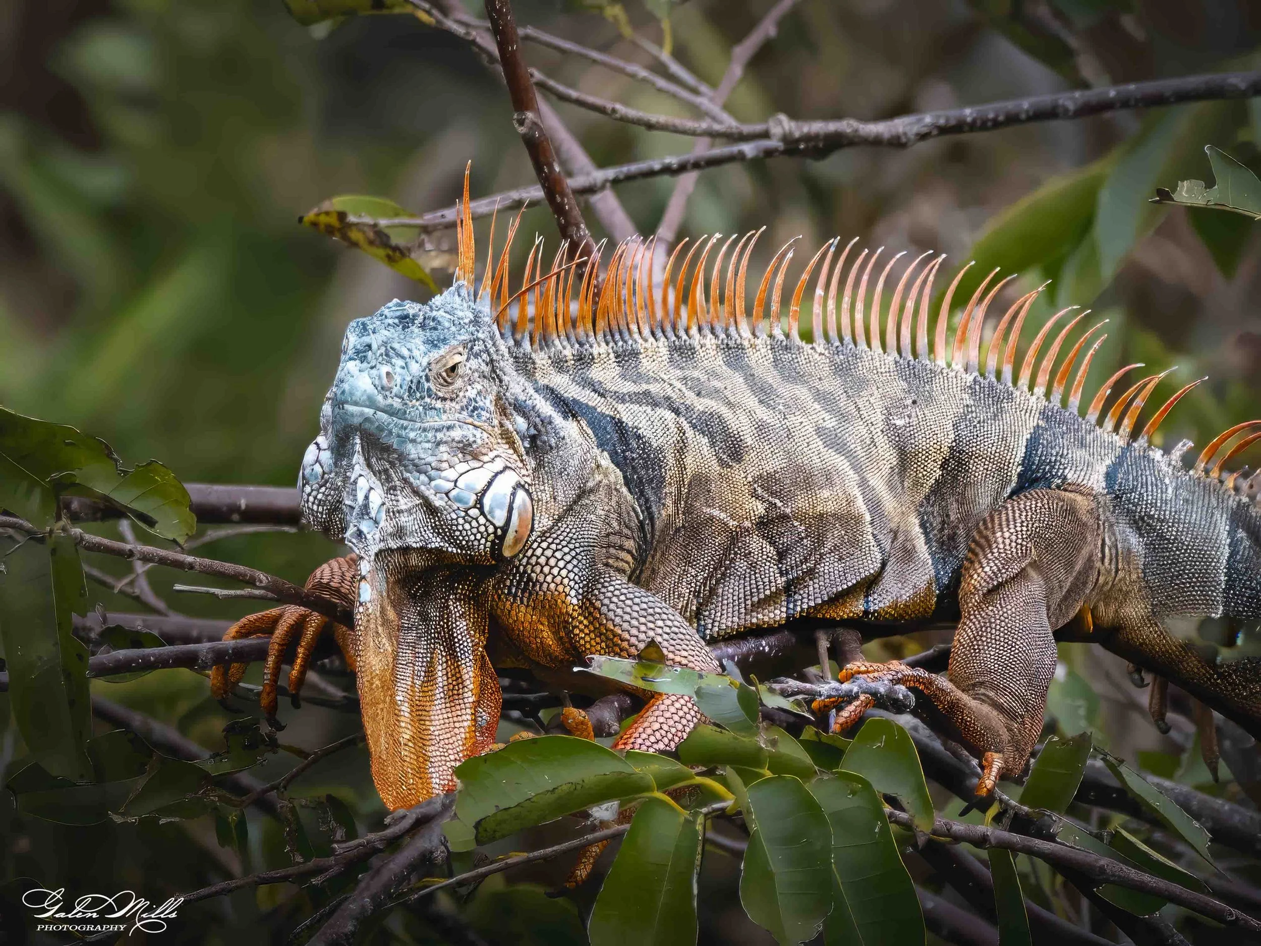 SS Iguanas-28.jpg