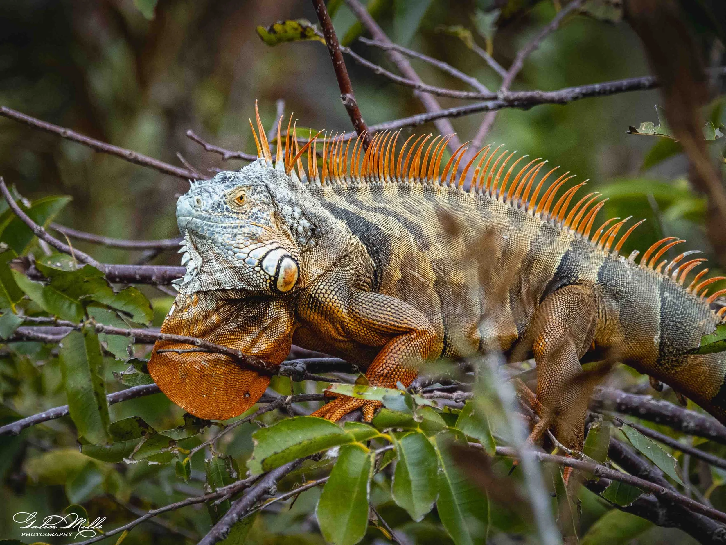 SS Iguanas-29.jpg