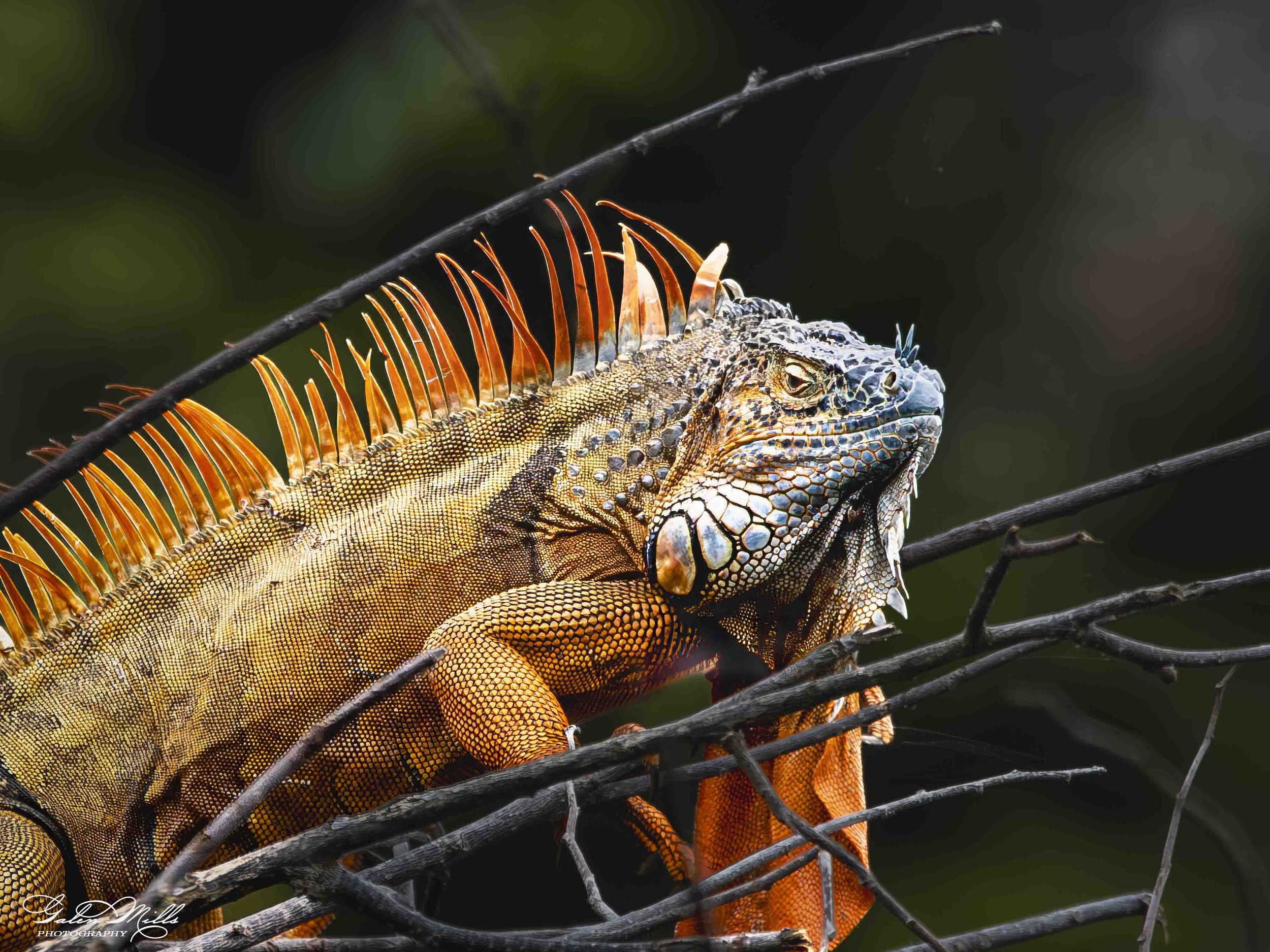 SS Iguanas-30.jpg