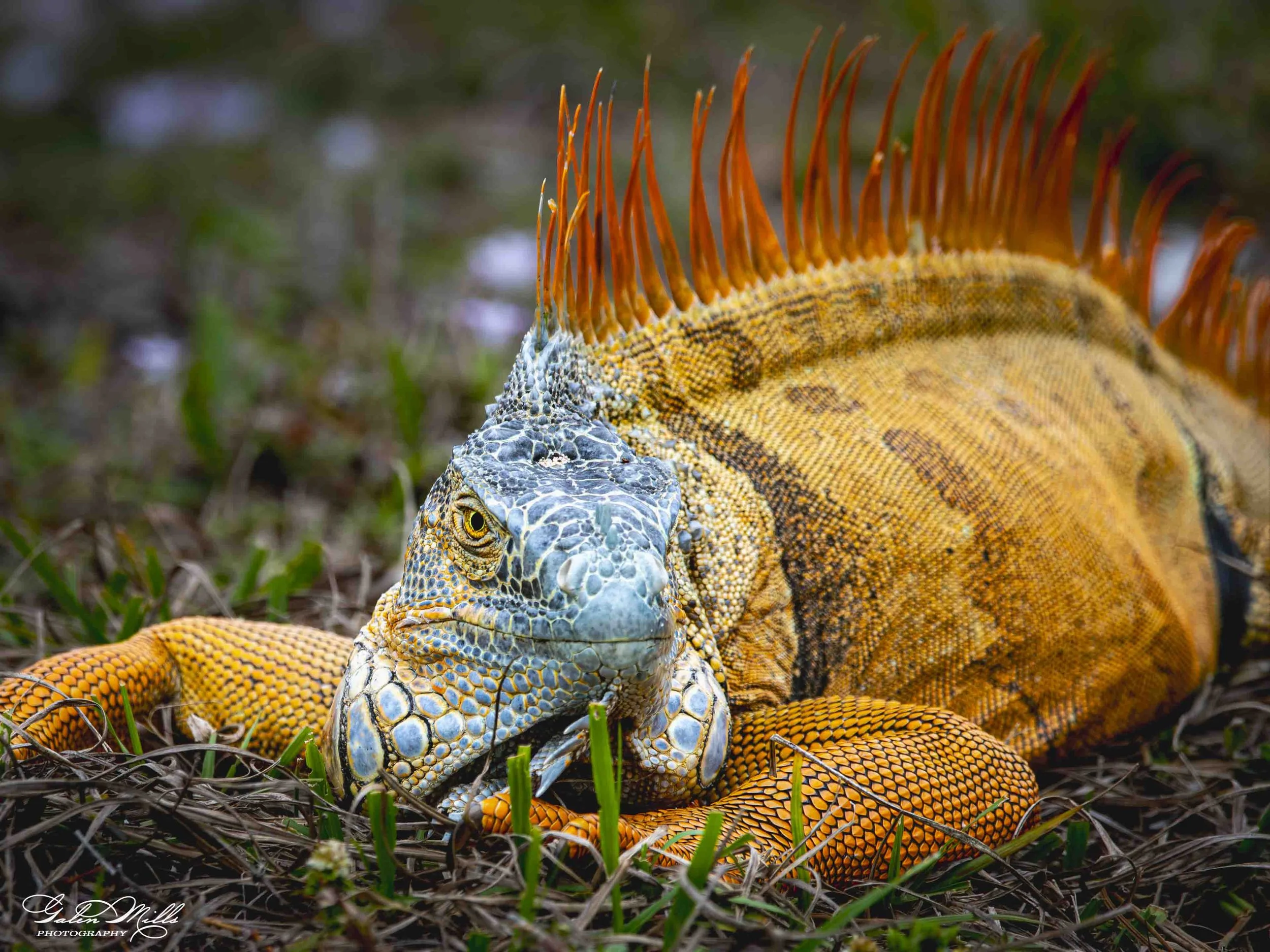 SS Iguanas-32.jpg