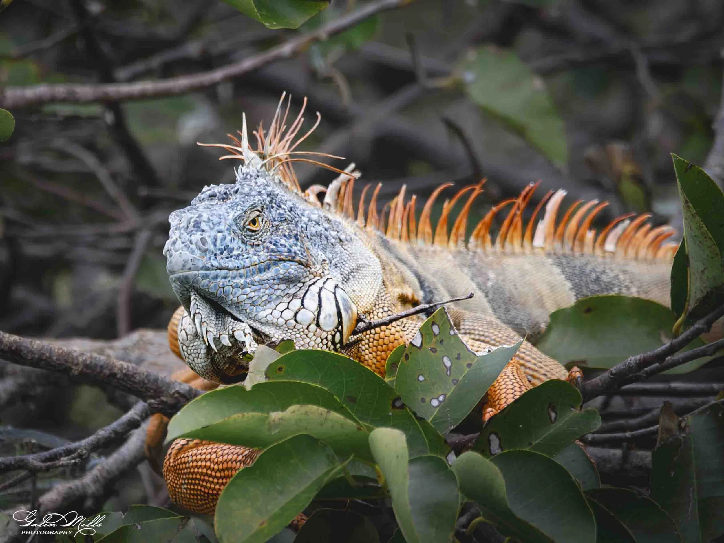 SS Iguanas-33.jpg