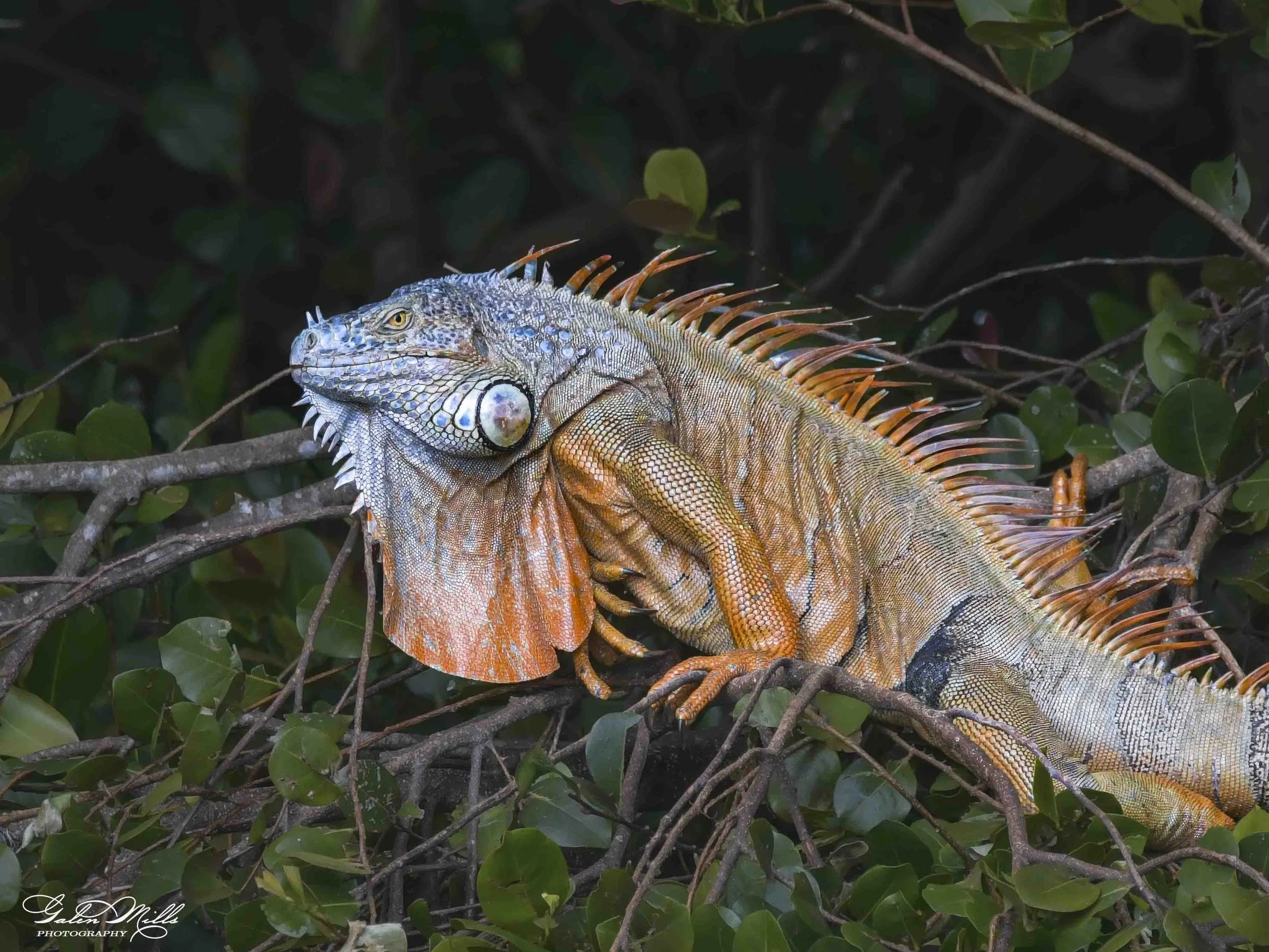 SS Iguanas-34.jpg