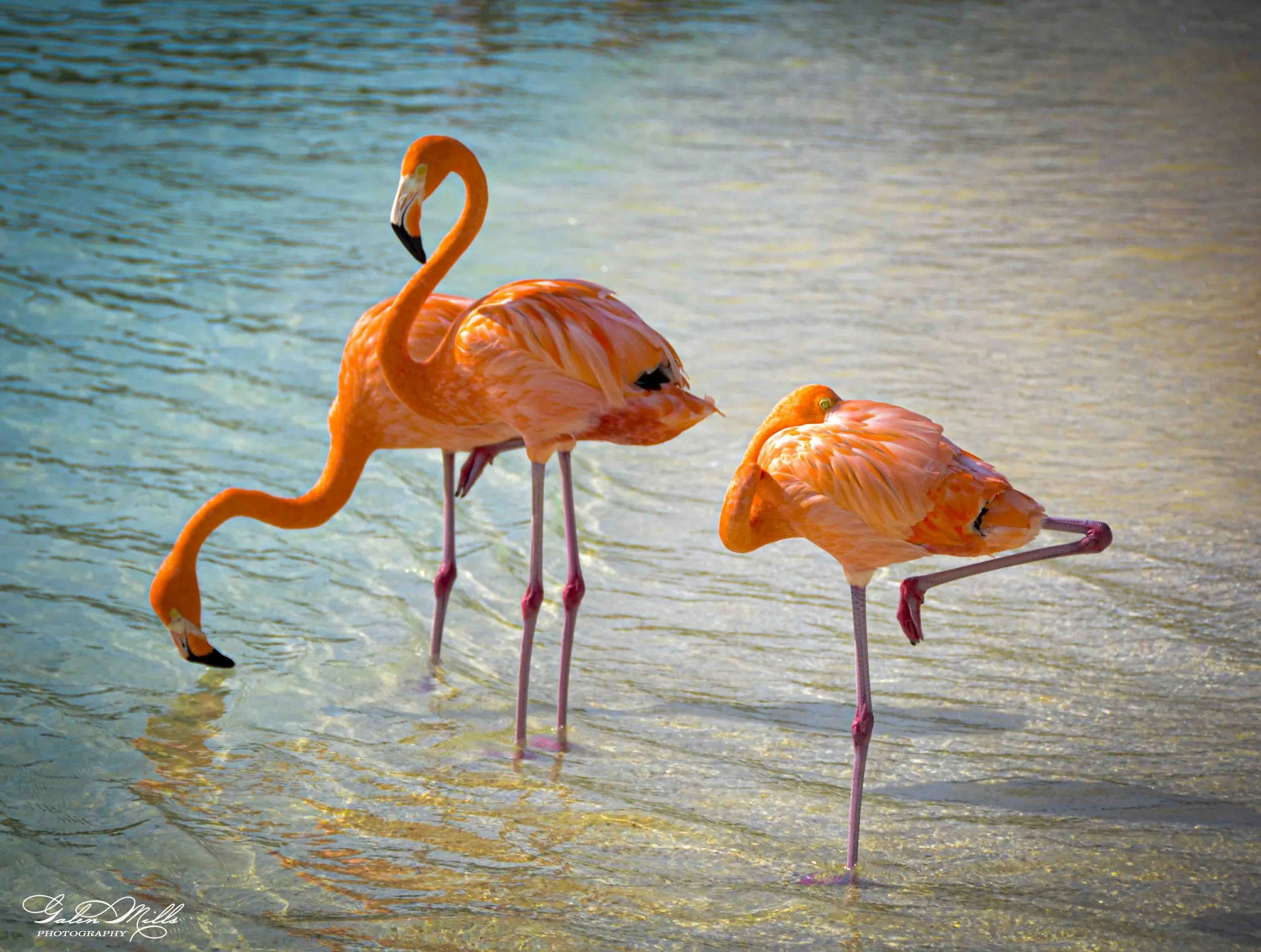 SS Flamingo A-30.jpg