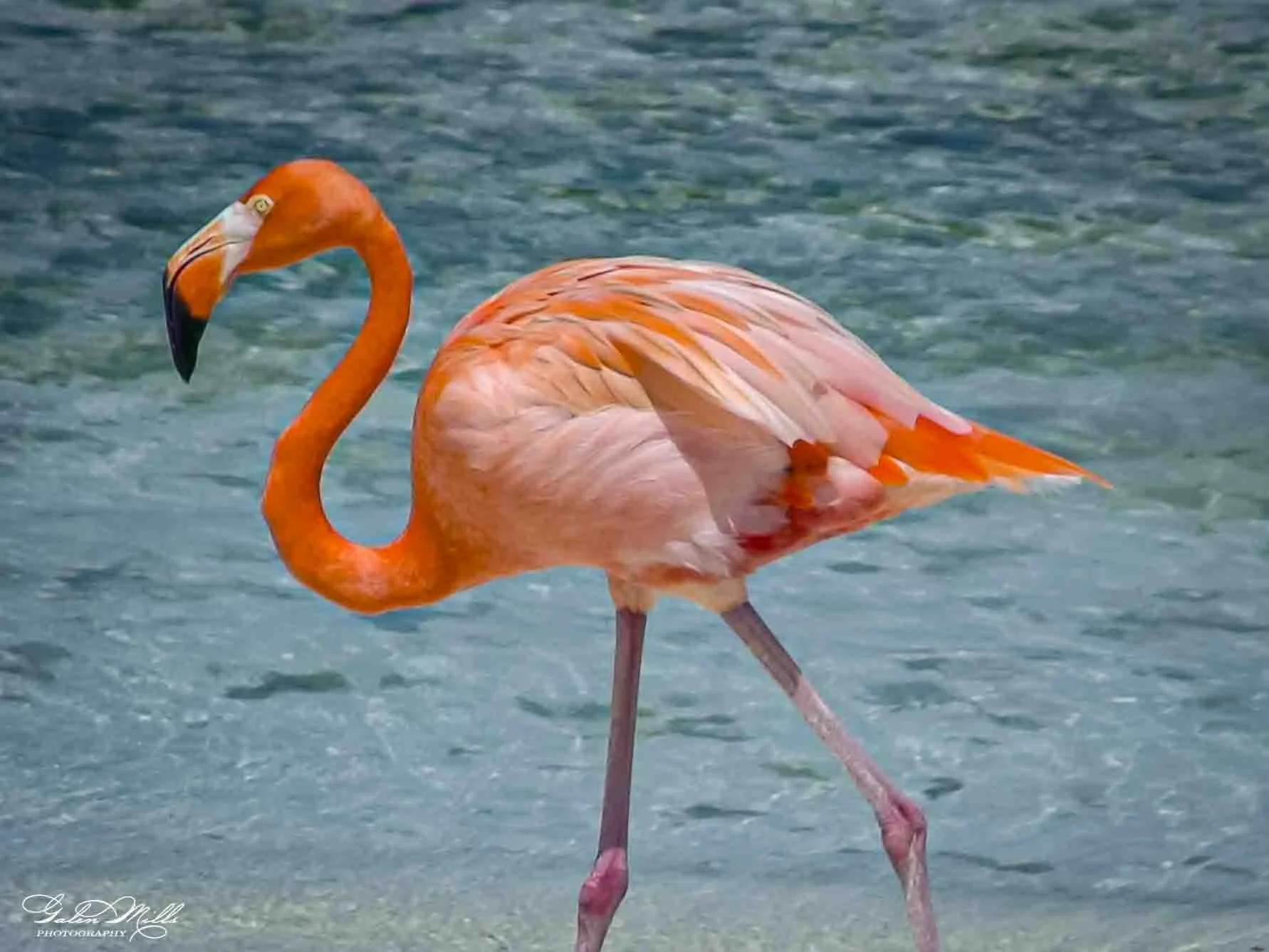 SS Flamingo A-37.jpg