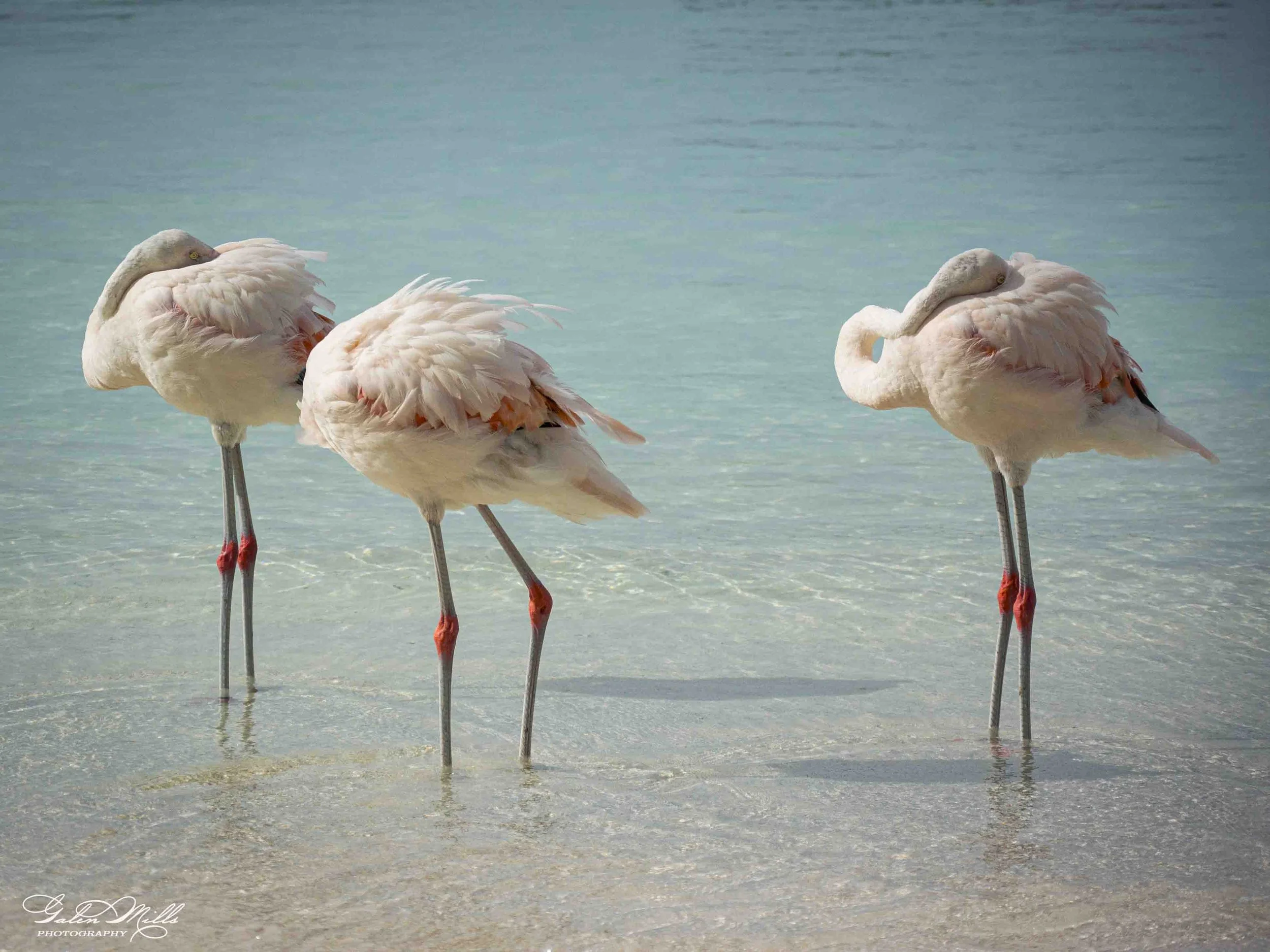 SS Flamingo A-49.jpg