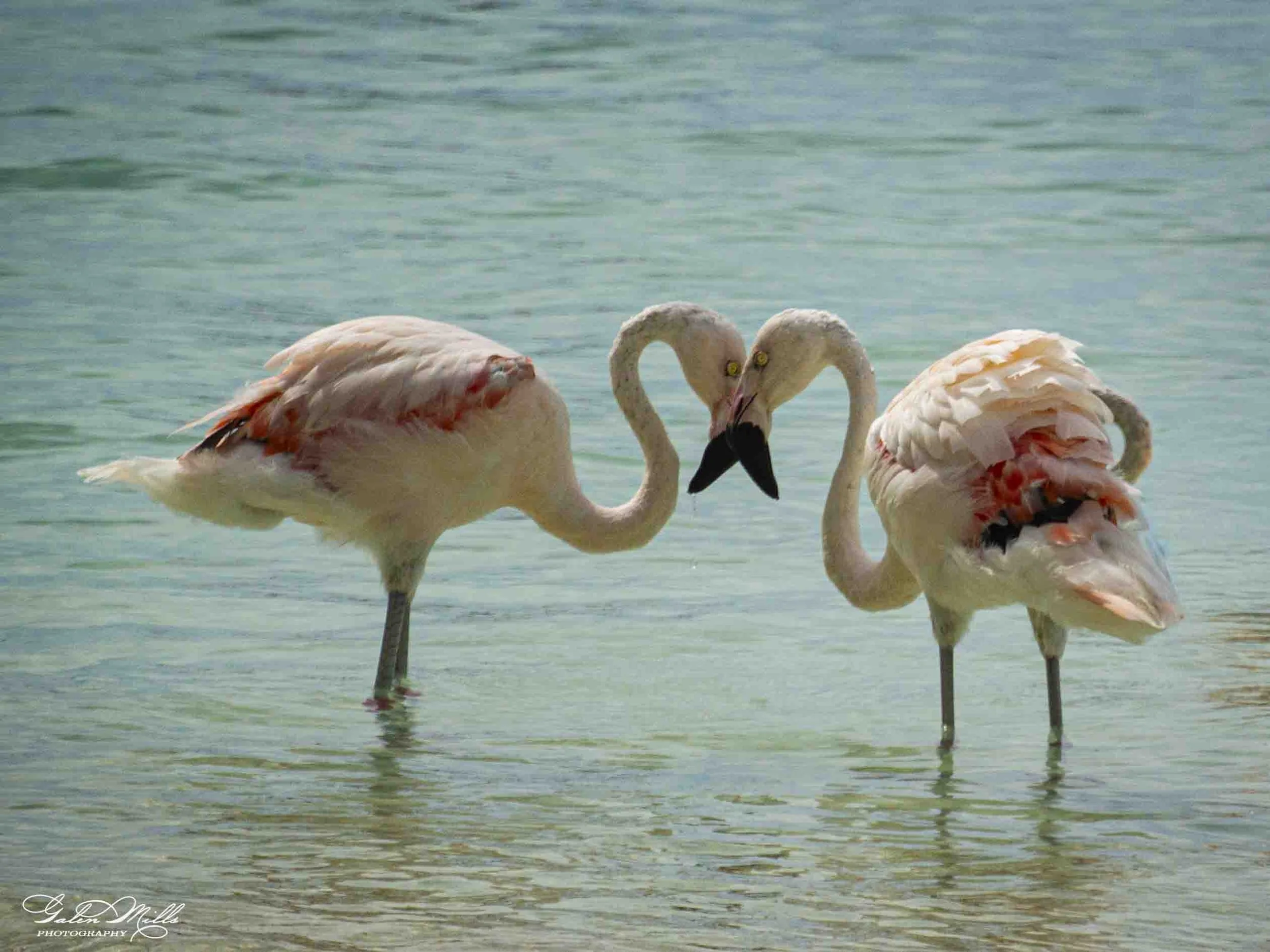 SS Flamingo A-56.jpg