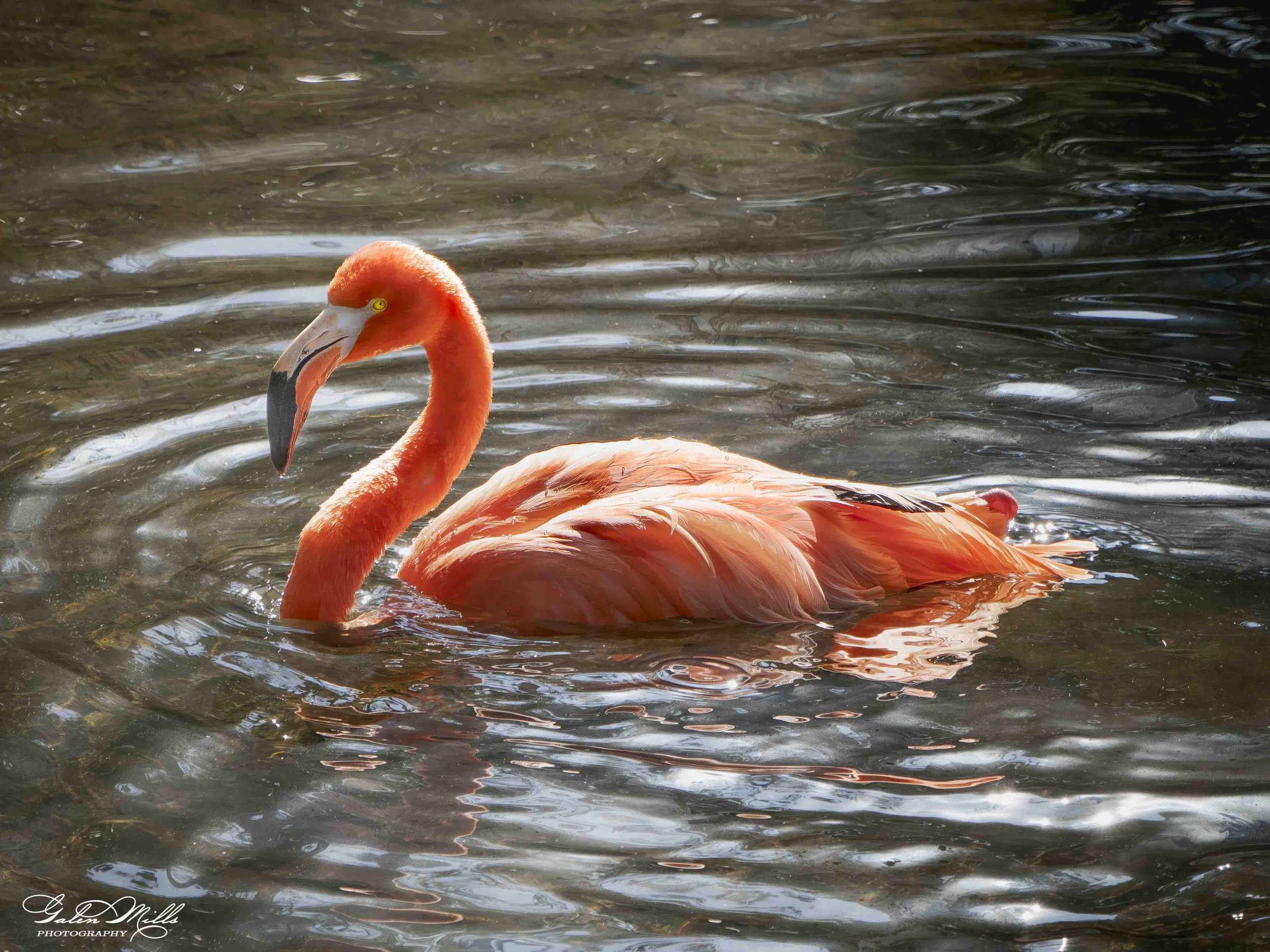 SS Flamingo A-58.jpg