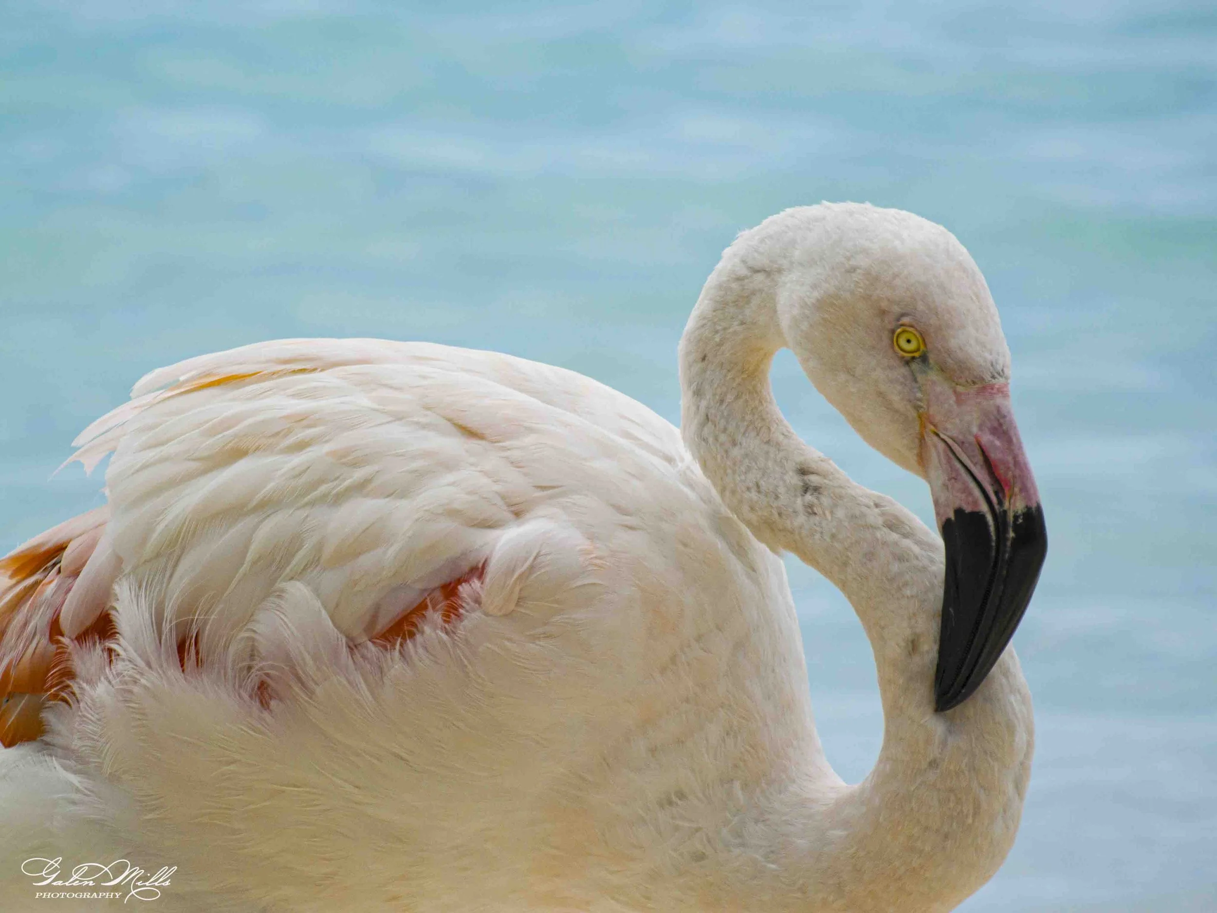 SS Flamingo A-59.jpg