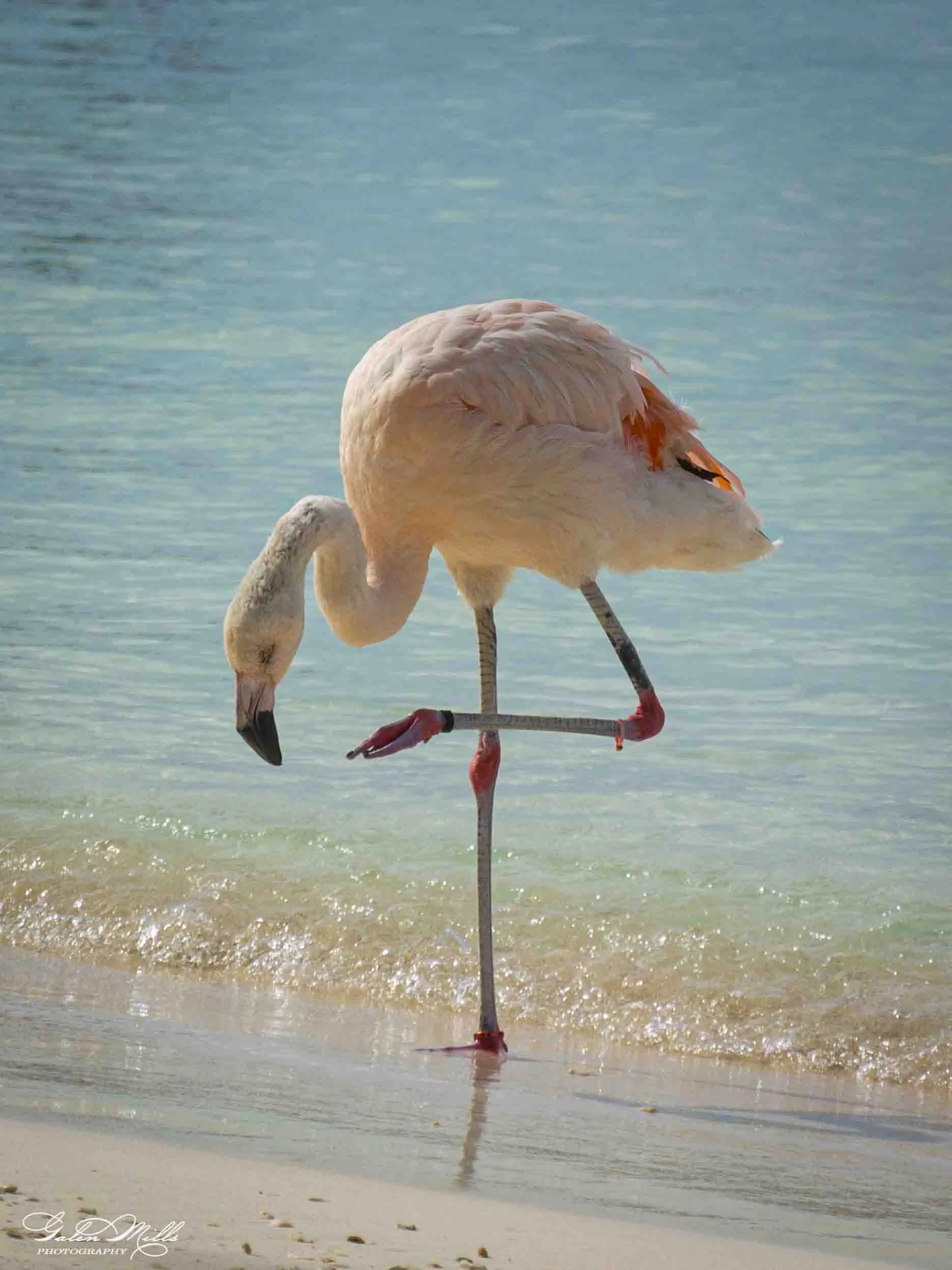 SS Flamingo A-15.jpg