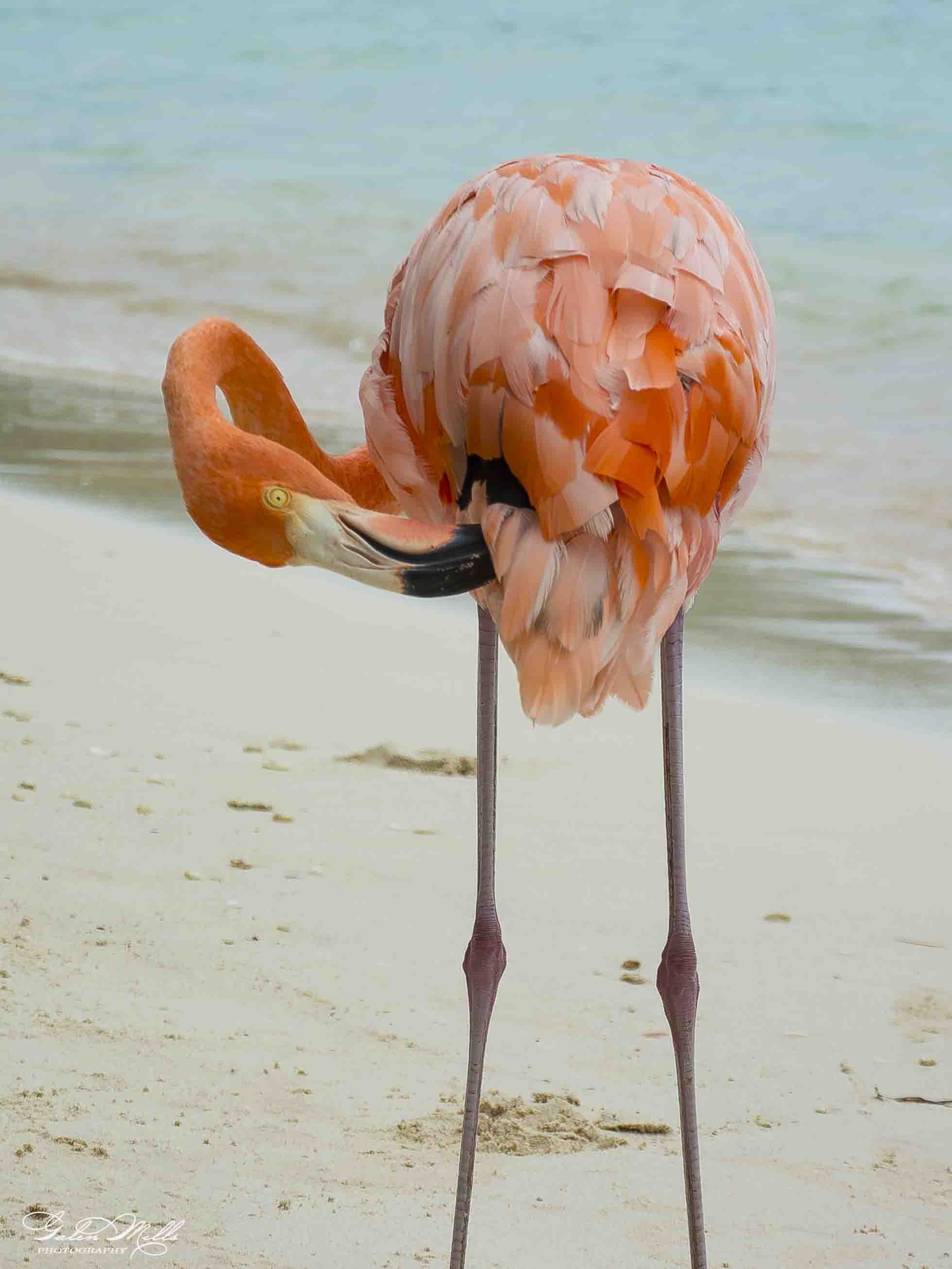 SS Flamingo A-19.jpg
